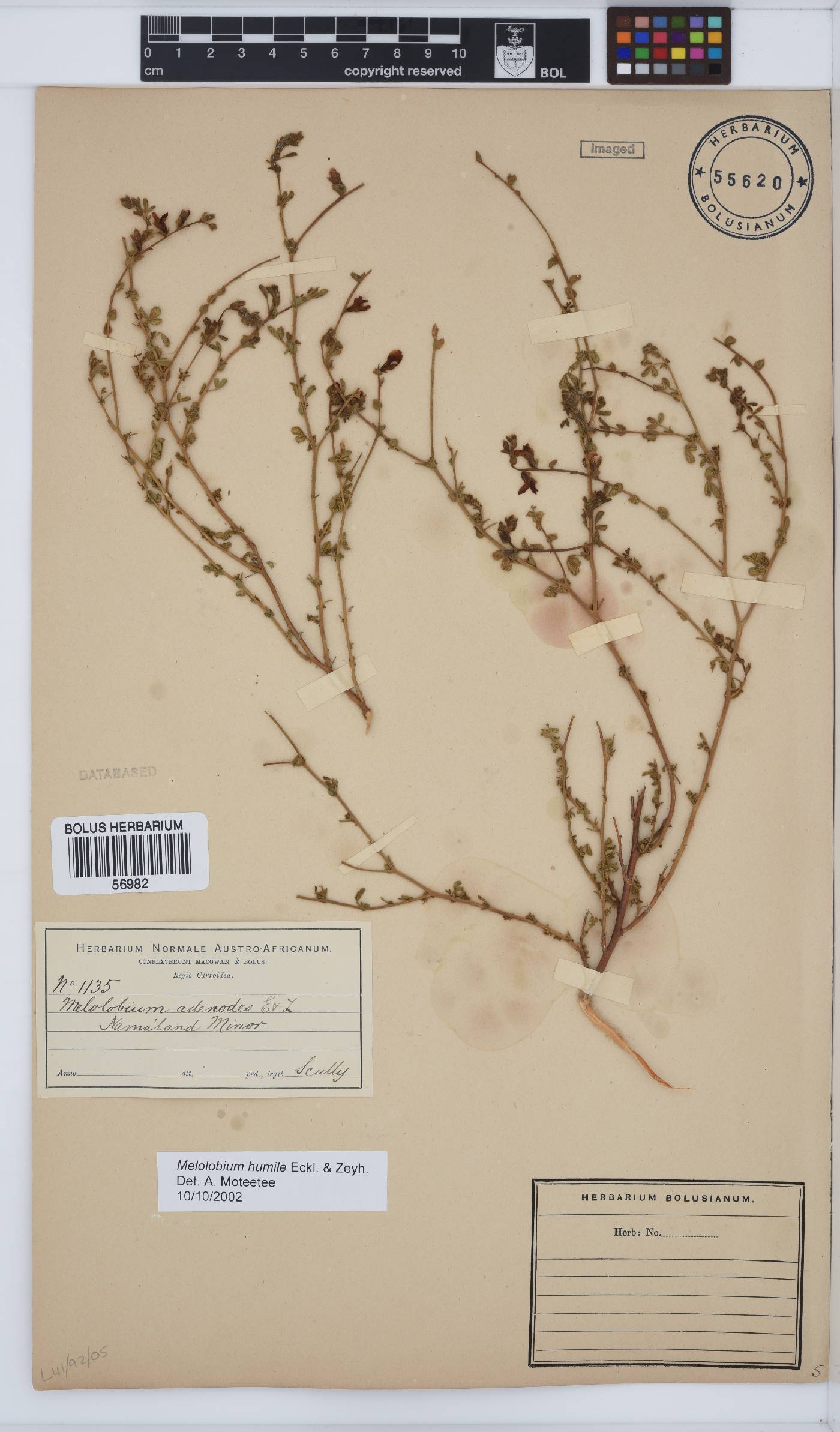 Melolobium humile image