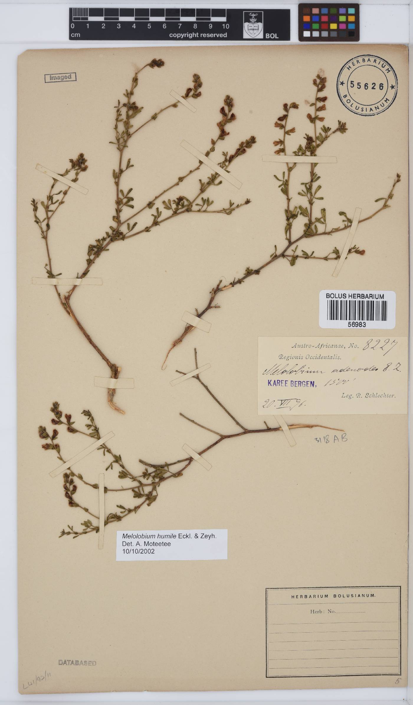 Melolobium humile image