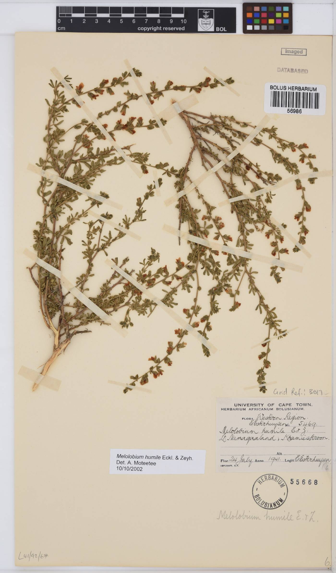 Melolobium humile image