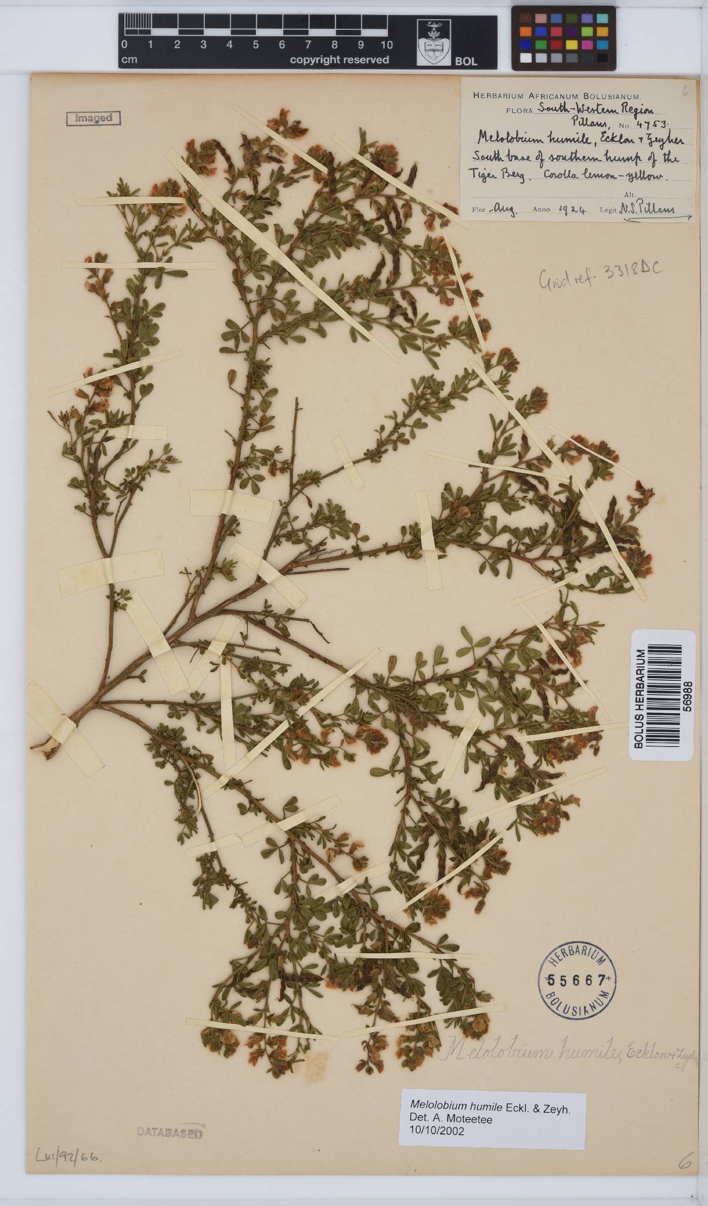 Melolobium humile image