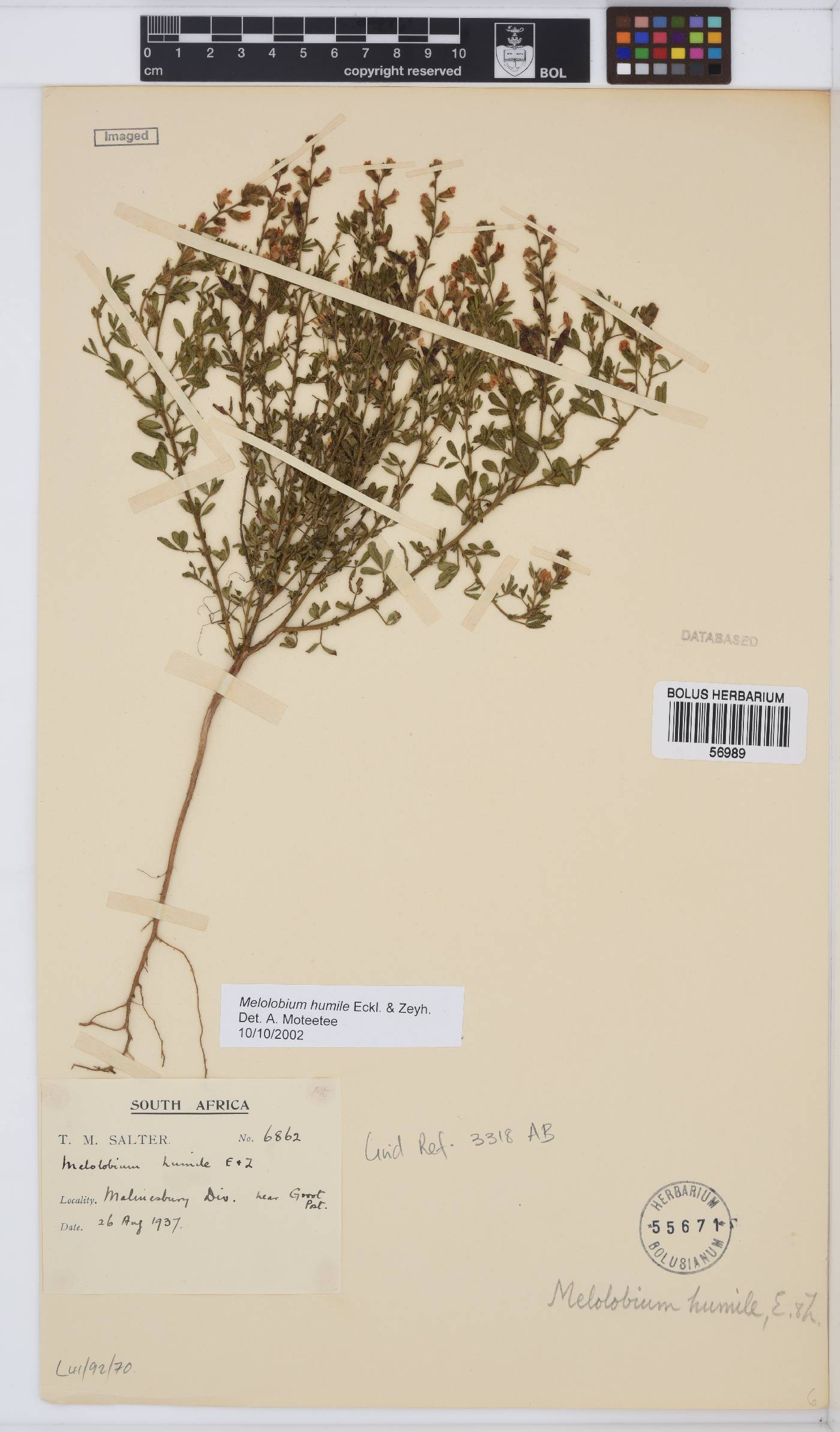 Melolobium humile image