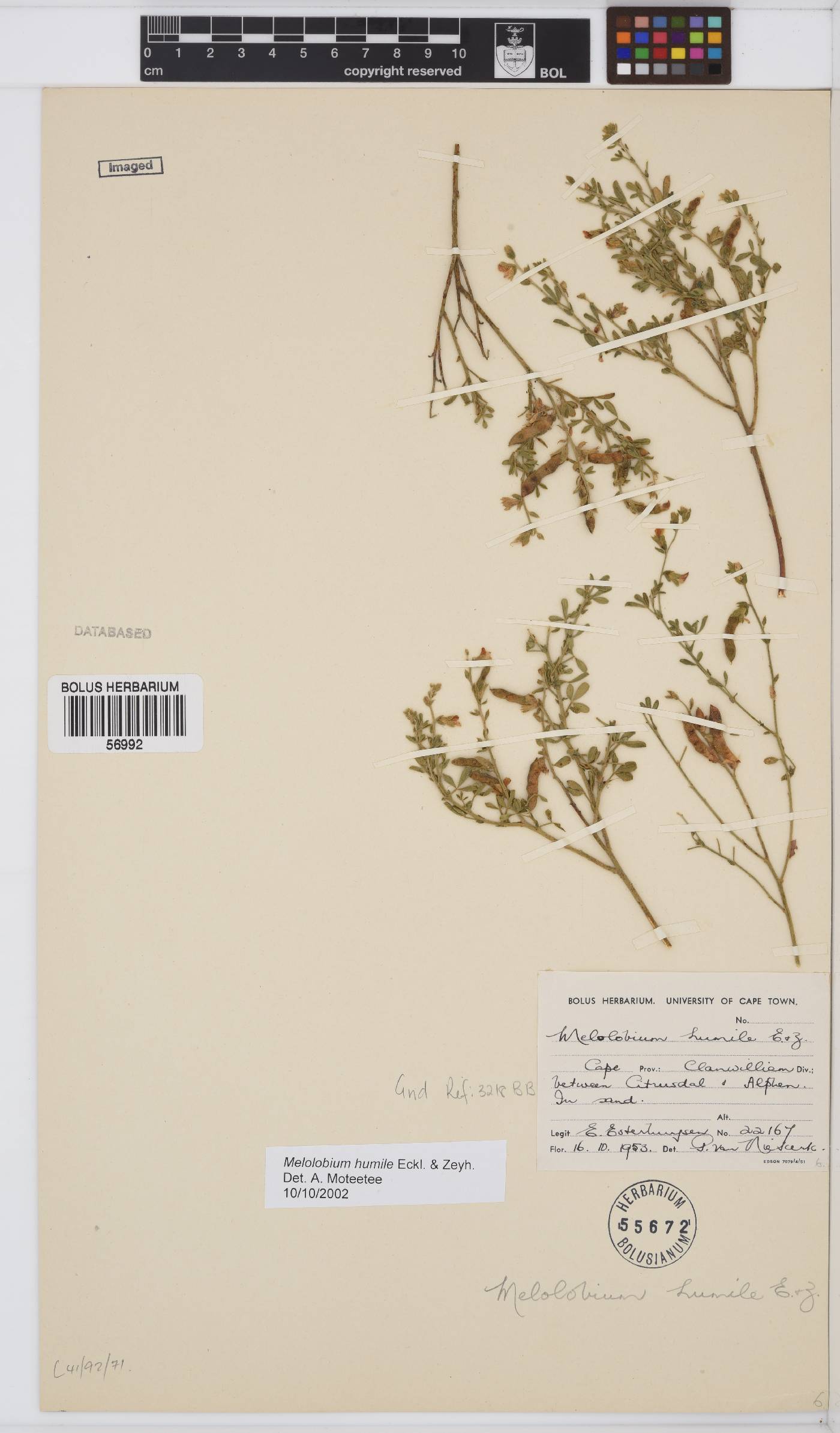 Melolobium humile image