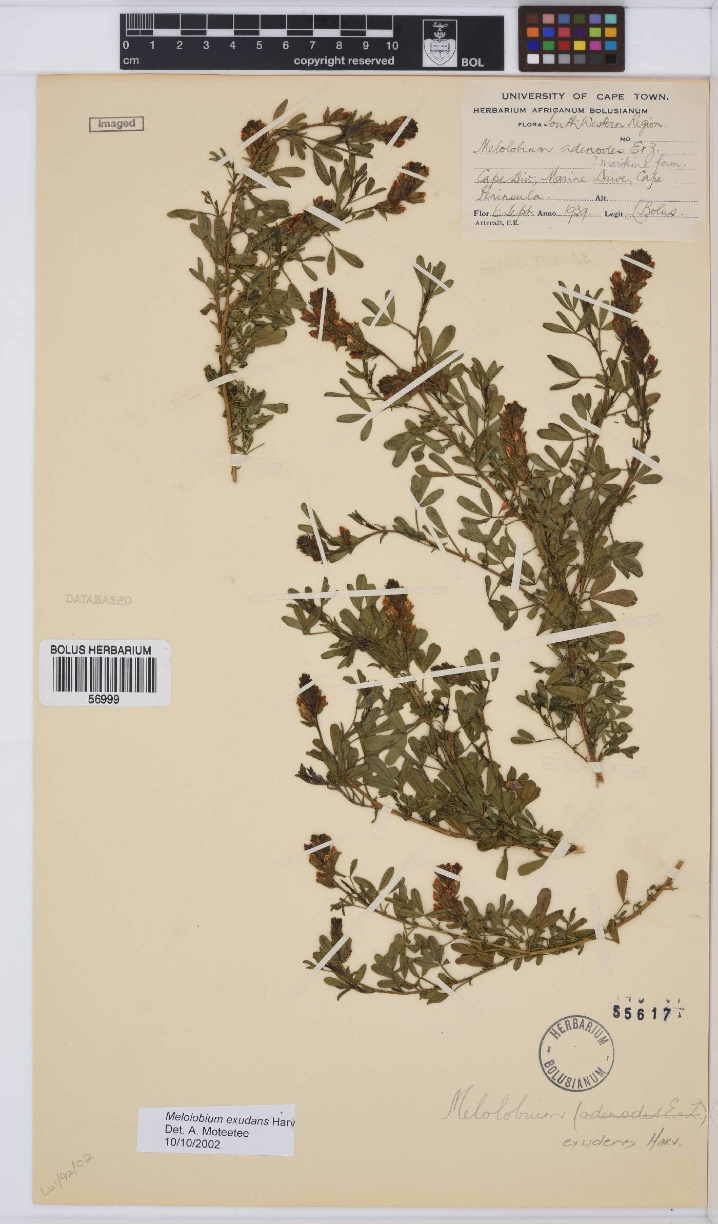 Melolobium exudans image