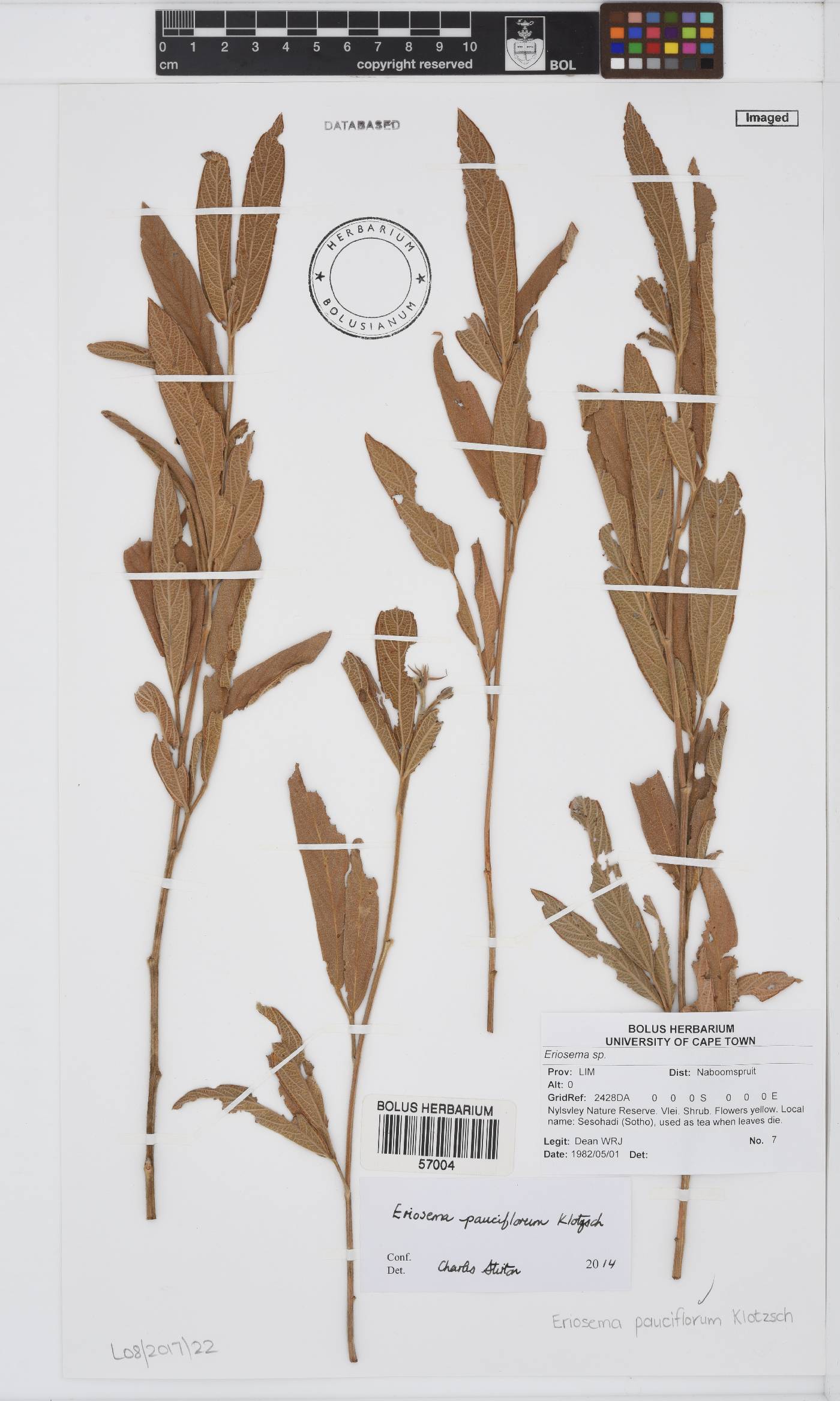 Eriosema pauciflorum image