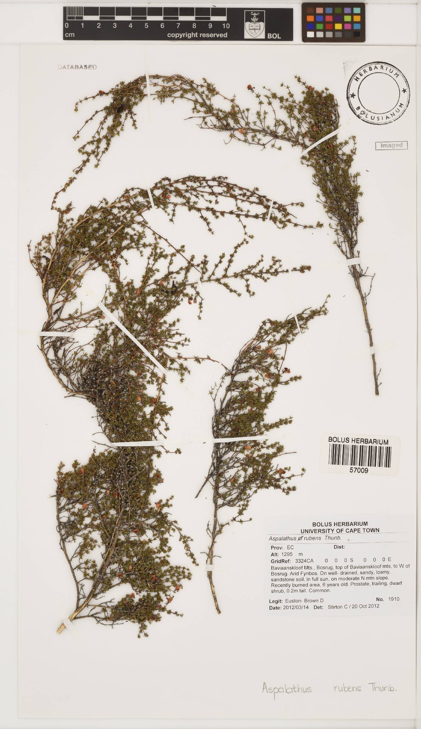 Aspalathus rubens image