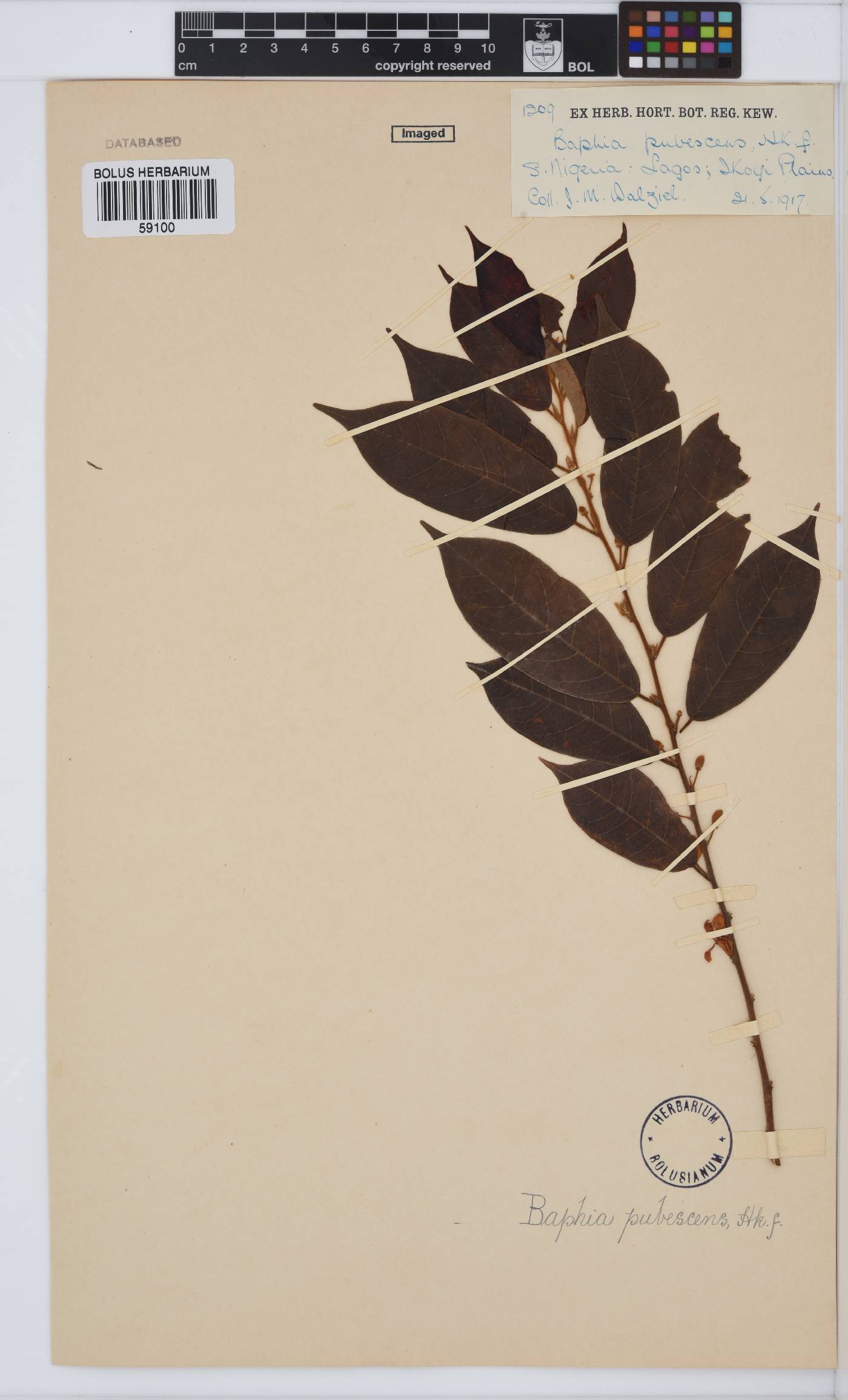 Baphia pubescens image