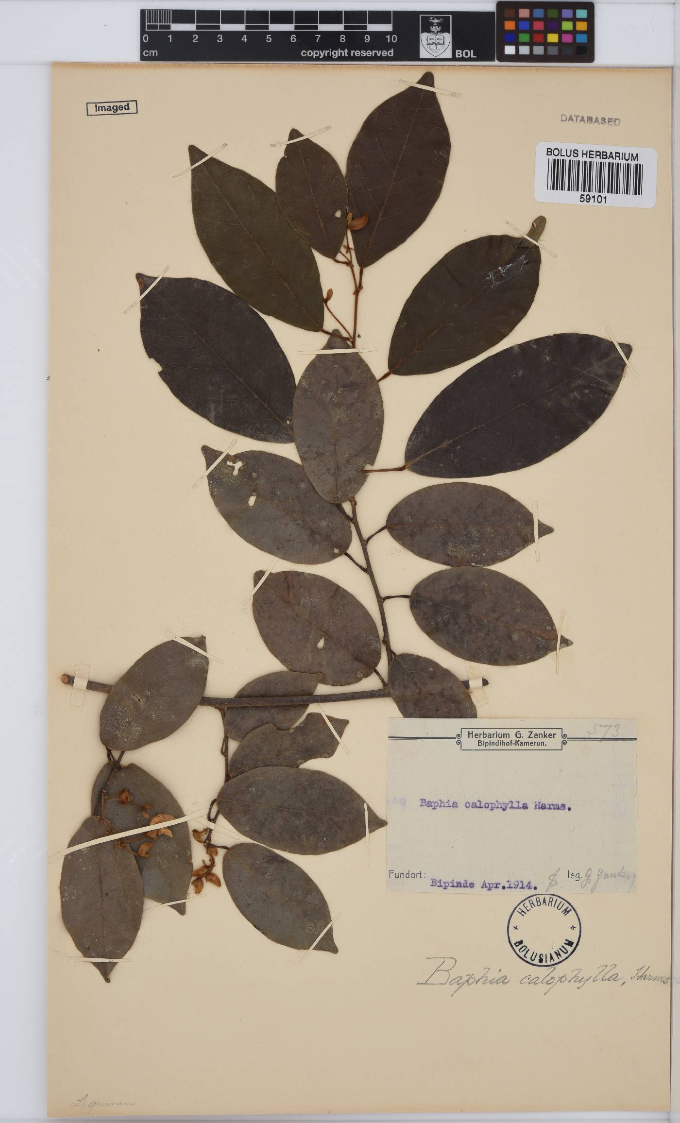 Baphia pilosa image