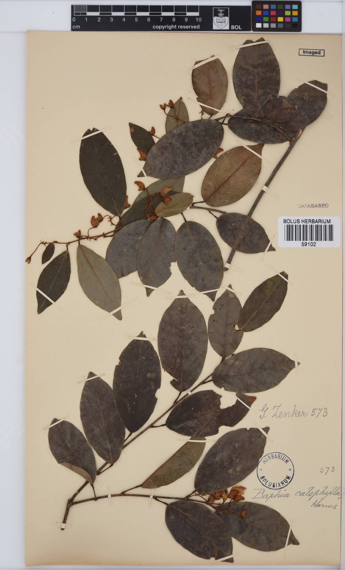 Baphia pilosa image