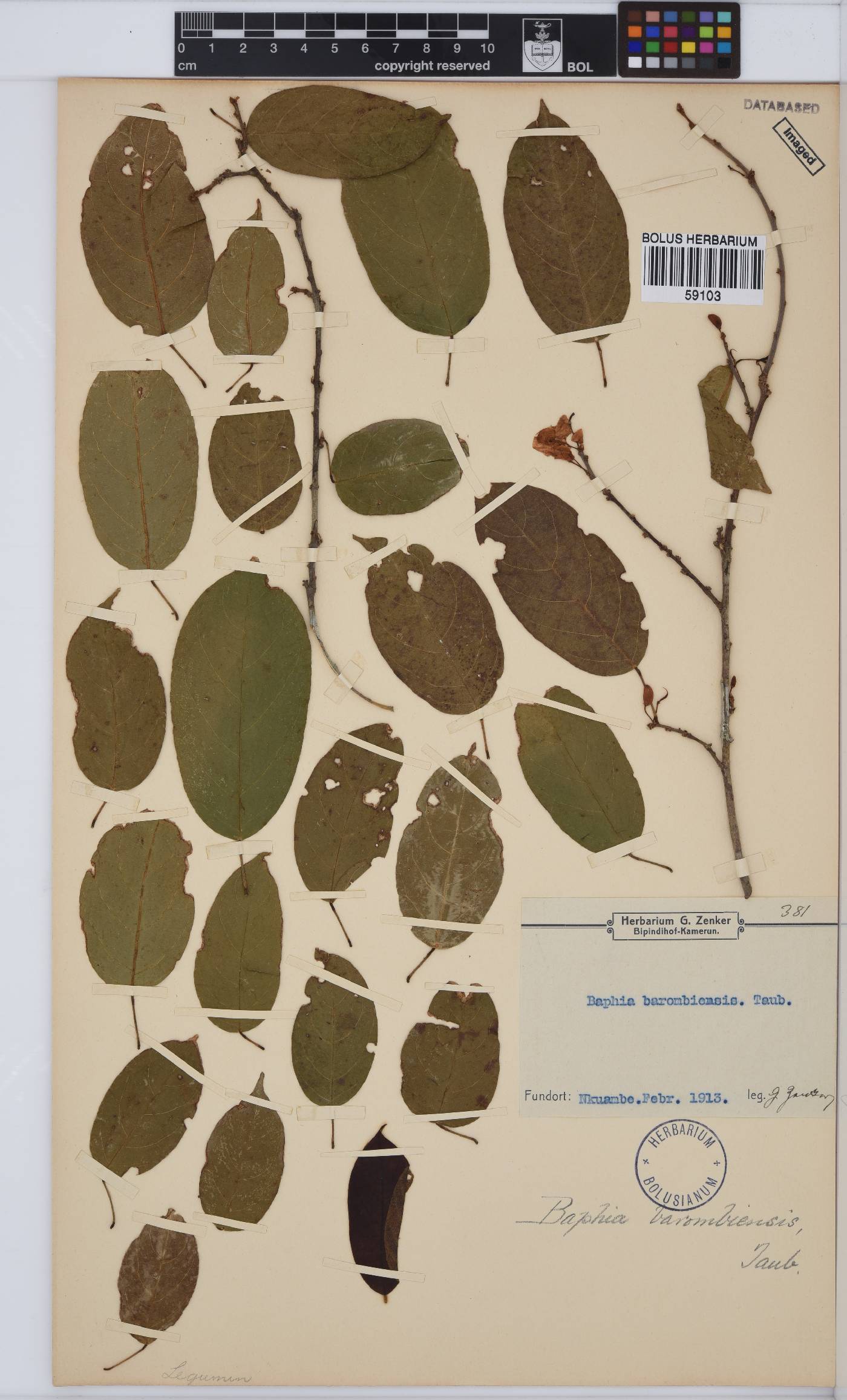 Baphia nitida image