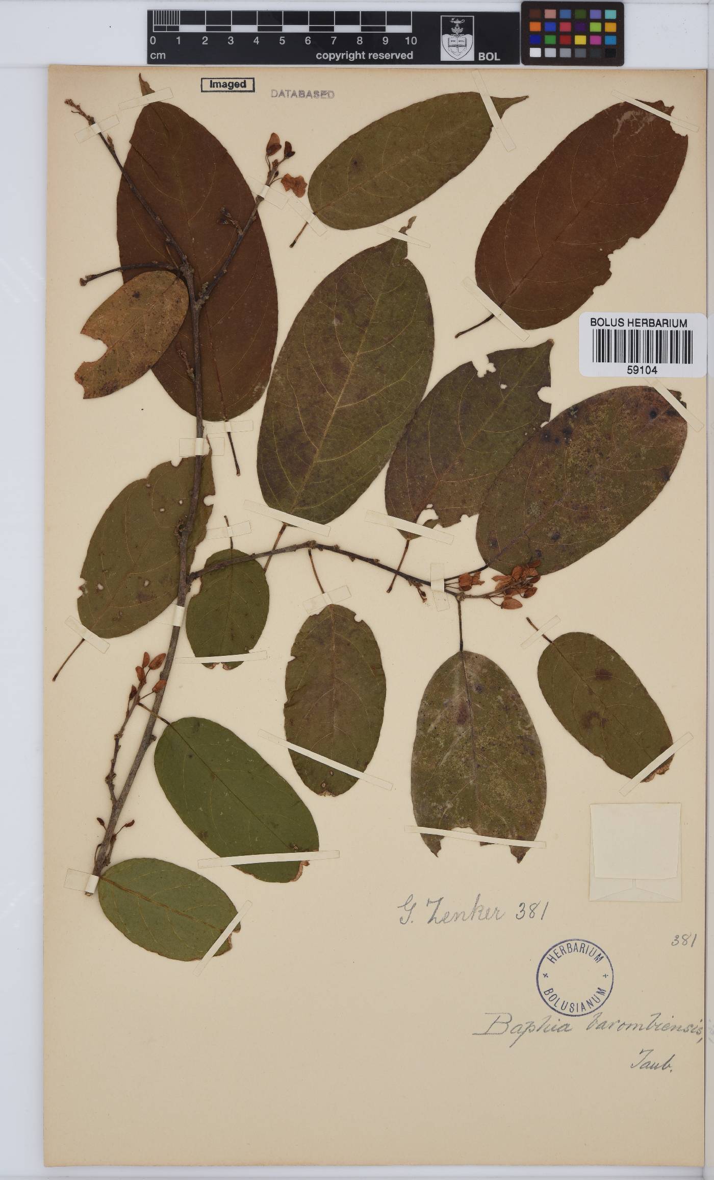 Baphia nitida image