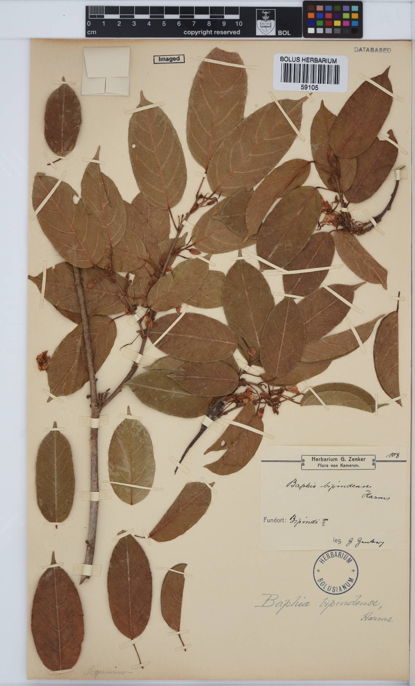 Baphia buettneri subsp. hylophila image