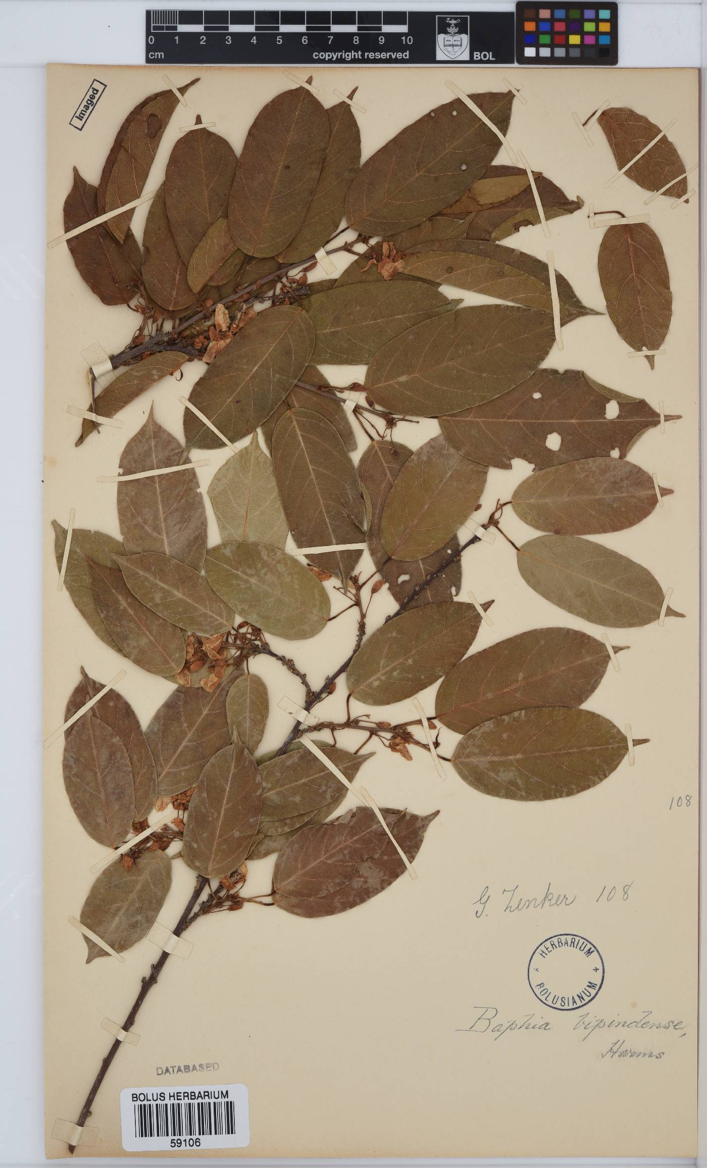 Baphia buettneri subsp. hylophila image