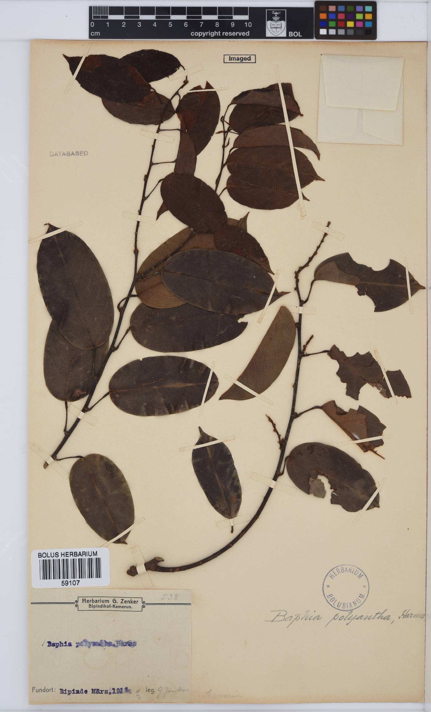 Baphia polyantha image