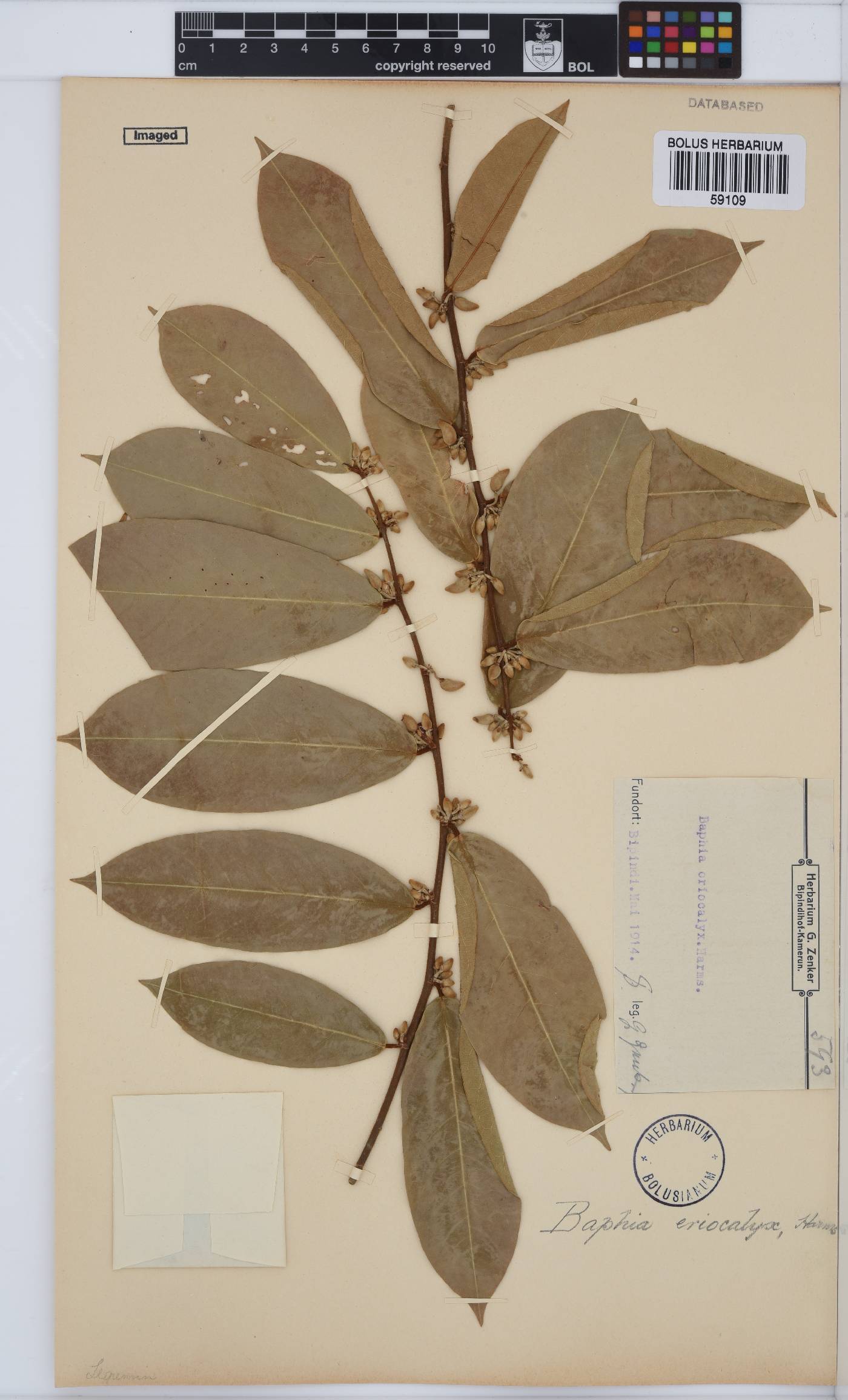 Baphia eriocalyx image