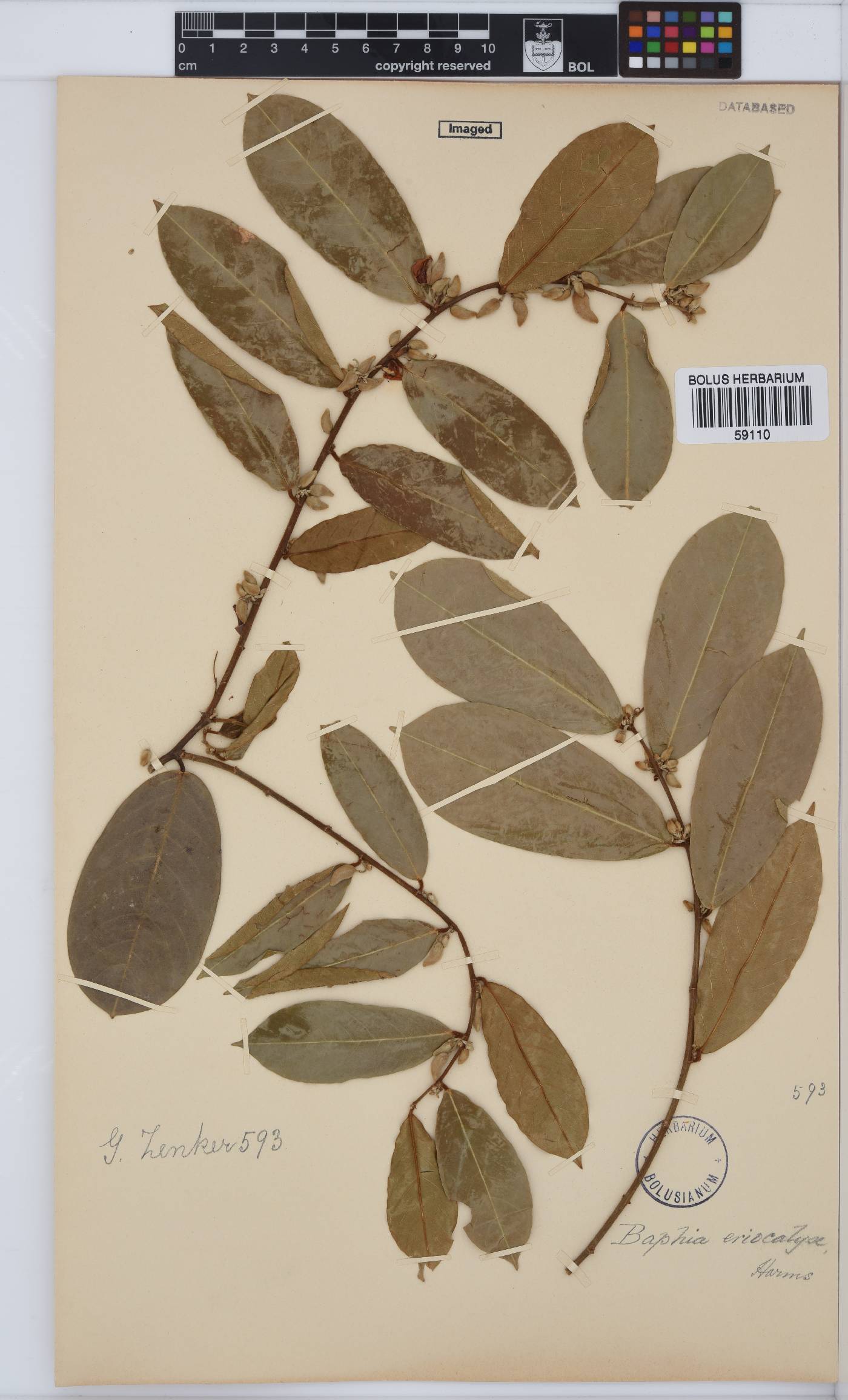 Baphia eriocalyx image