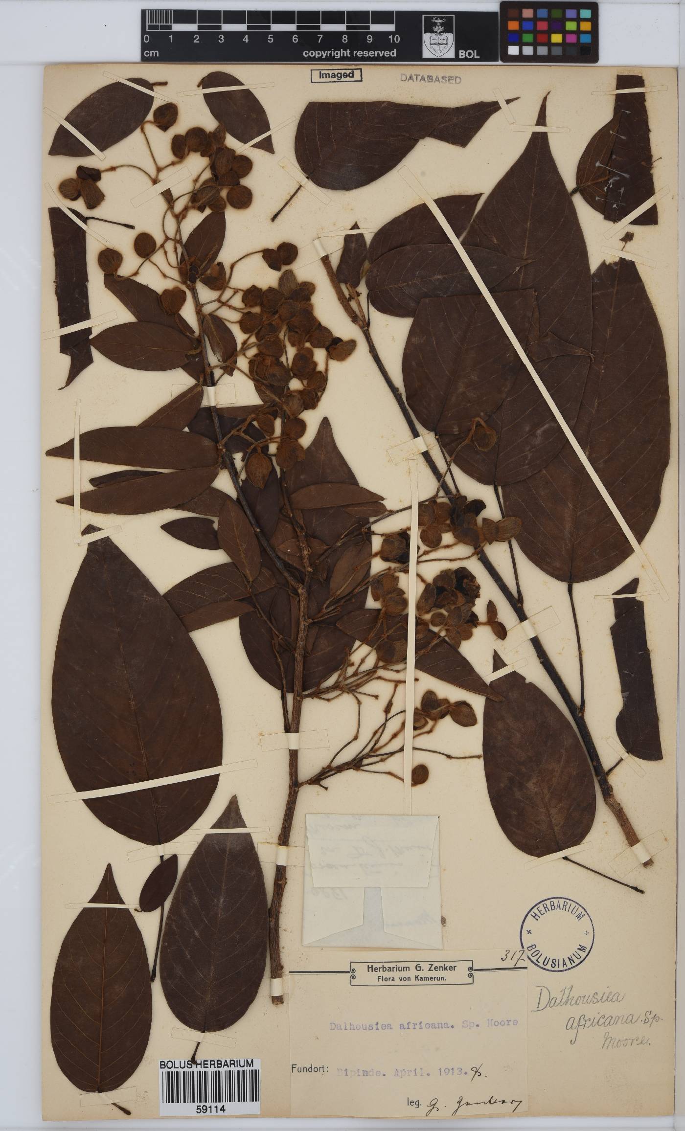 Dalhousiea africana image