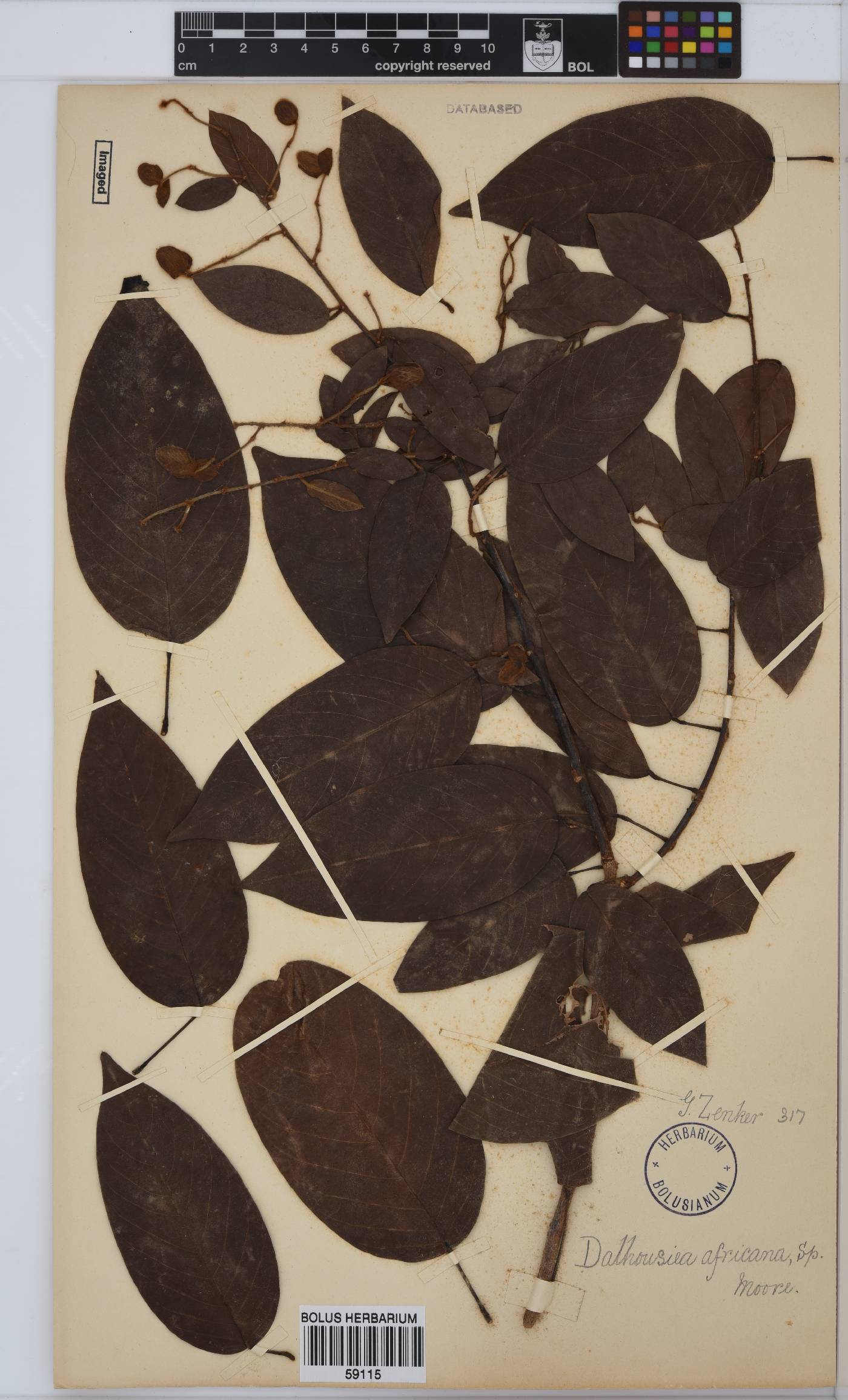 Dalhousiea africana image