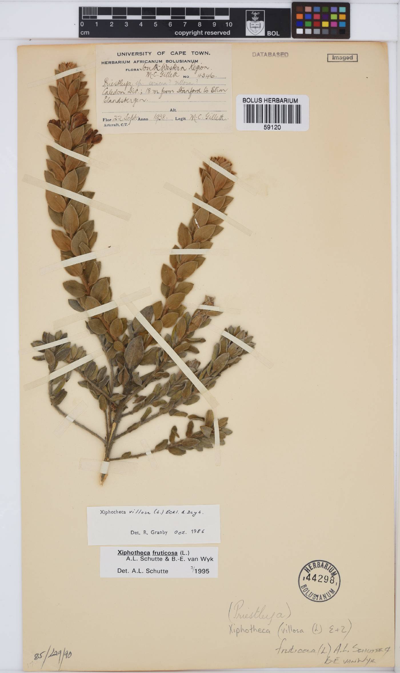 Xiphotheca fruticosa image