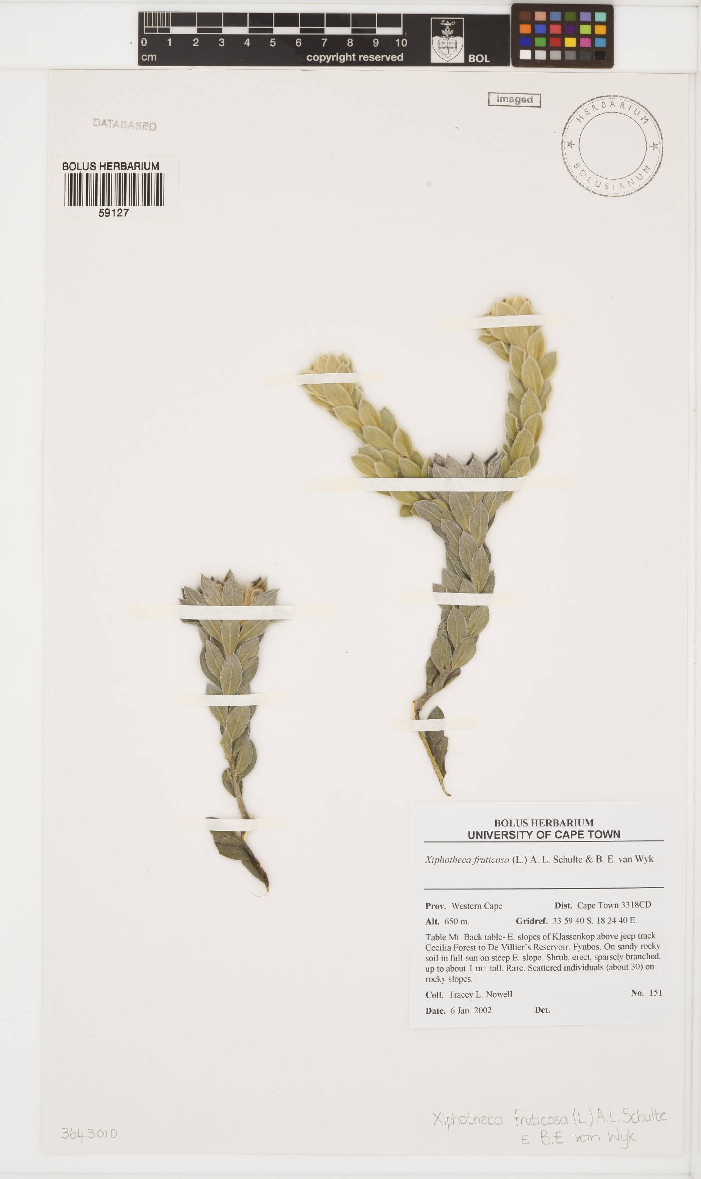 Xiphotheca fruticosa image