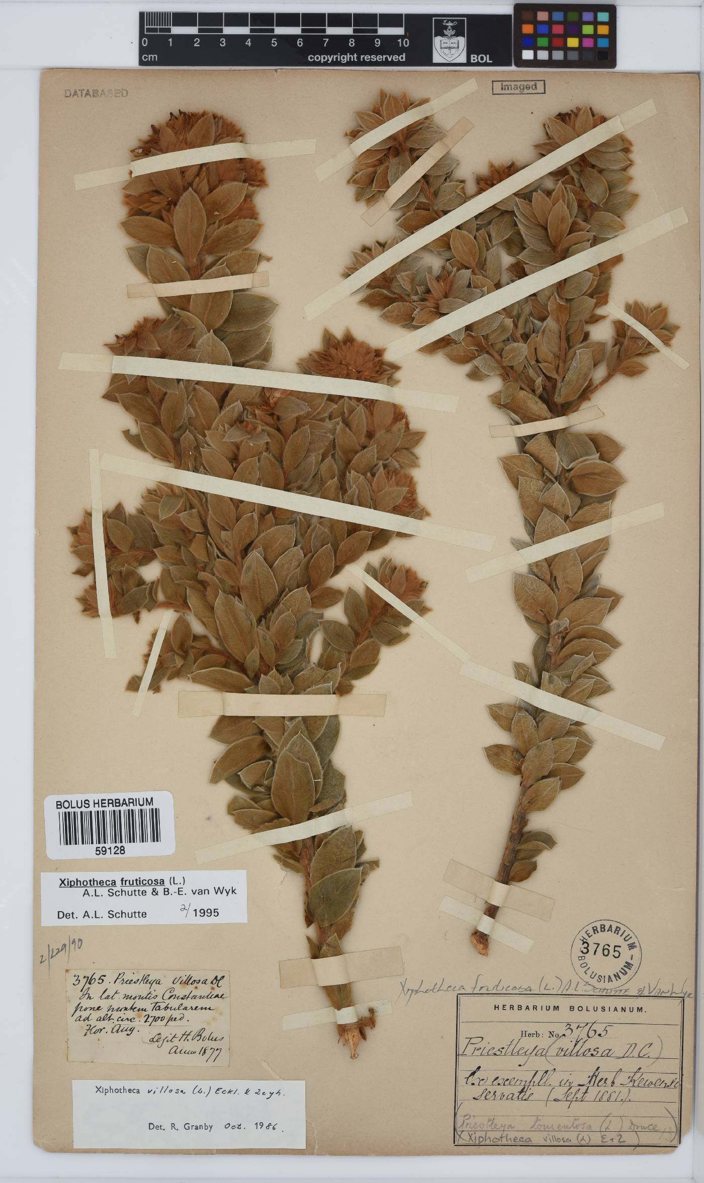 Xiphotheca fruticosa image