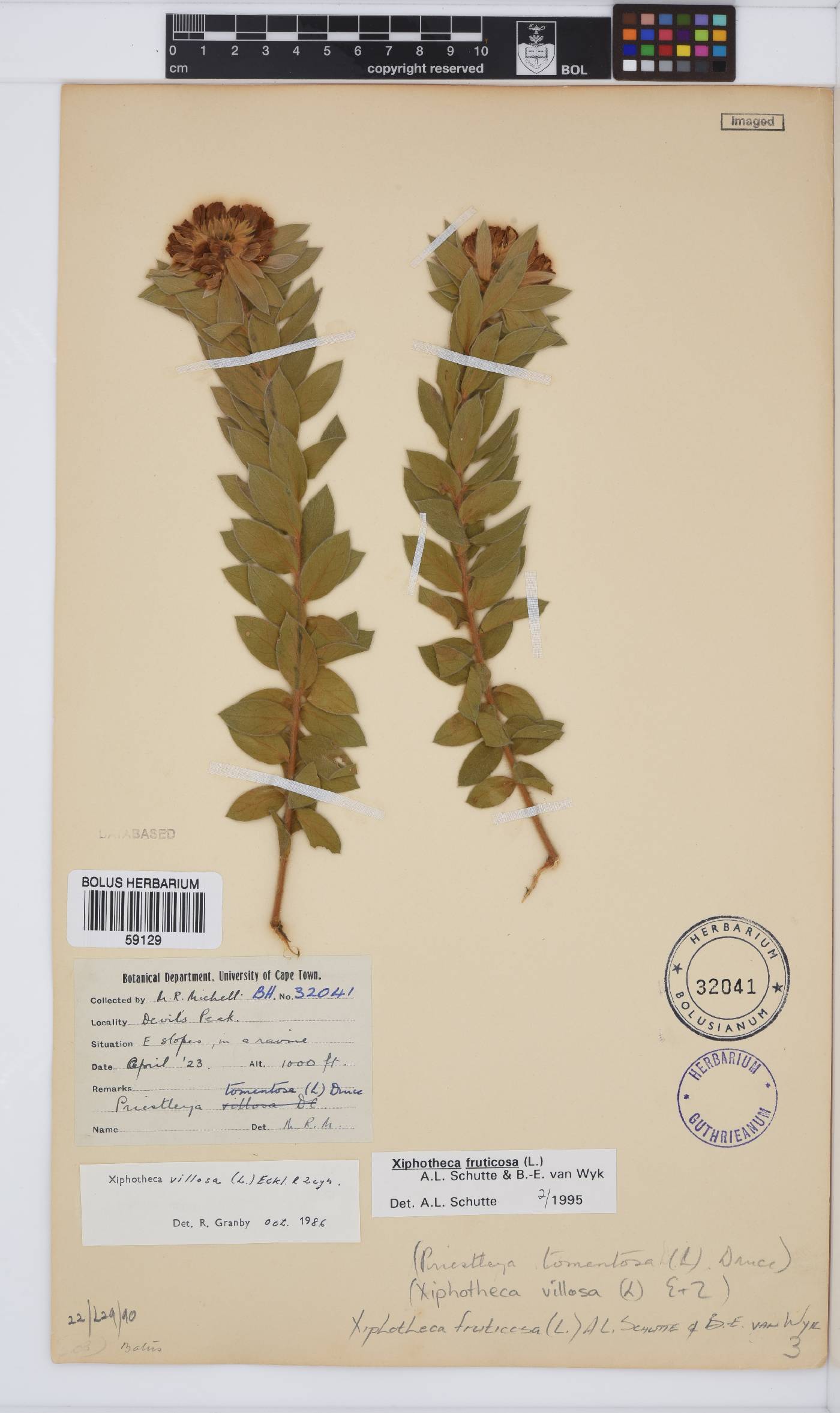 Xiphotheca fruticosa image
