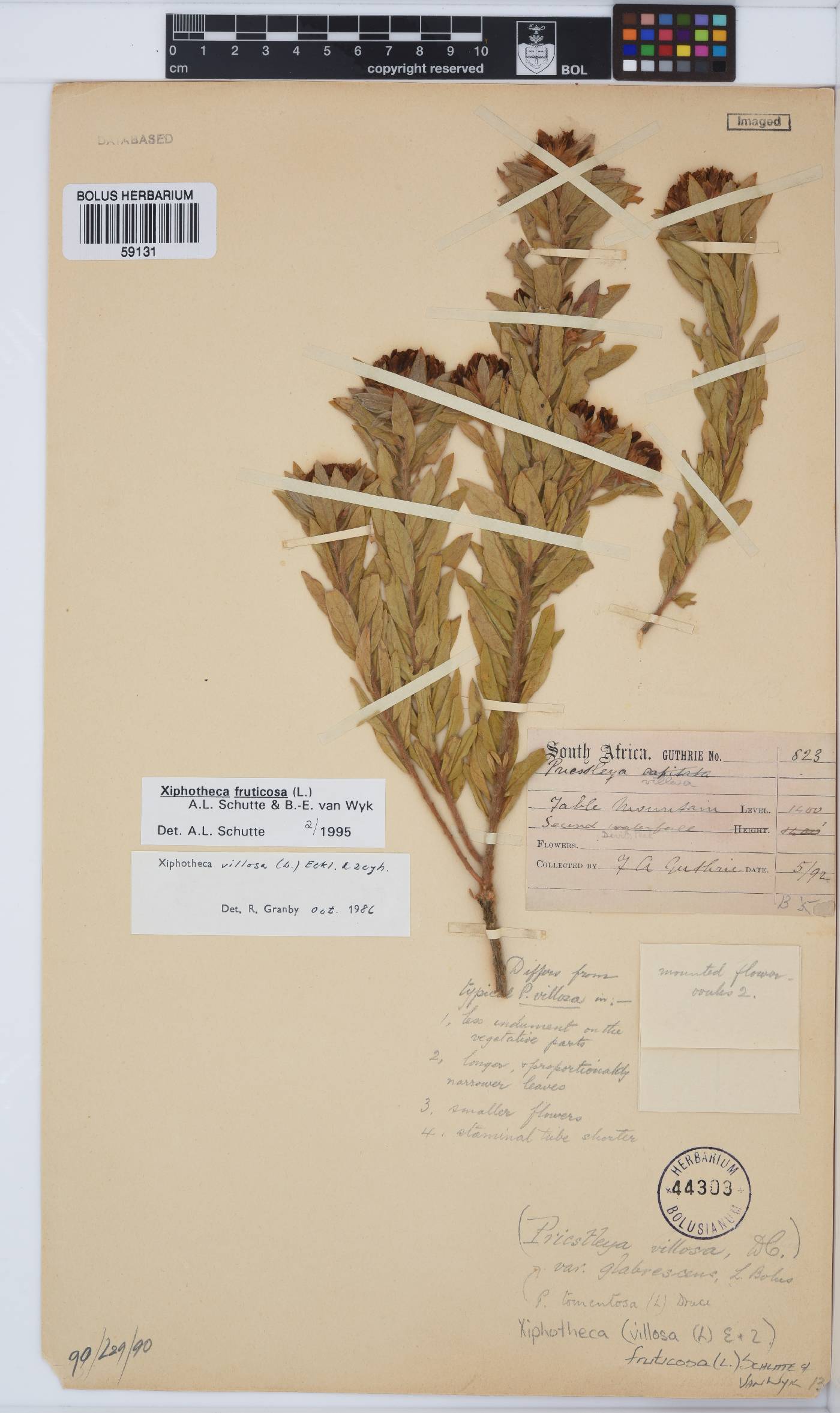 Xiphotheca fruticosa image