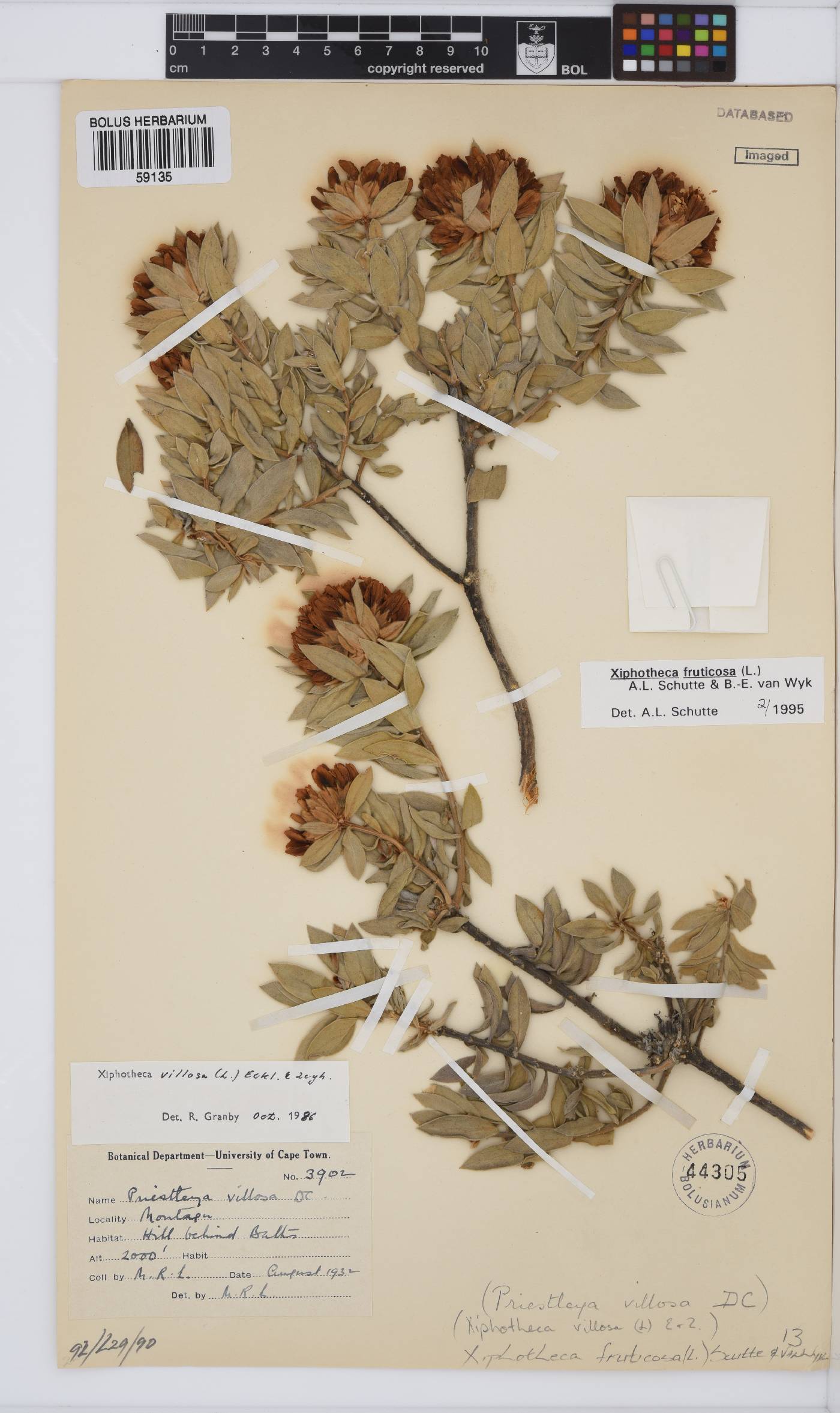 Xiphotheca fruticosa image
