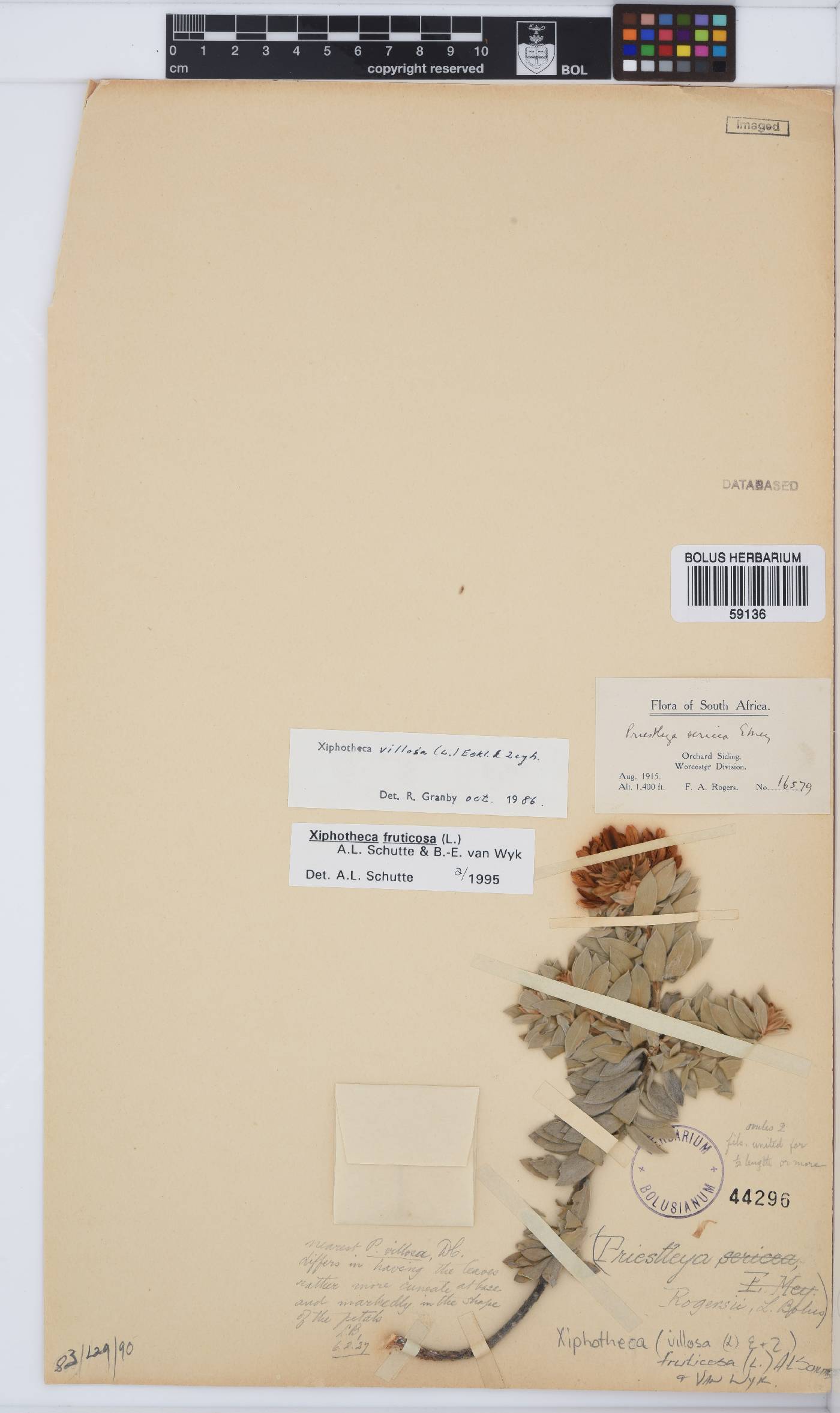 Xiphotheca fruticosa image