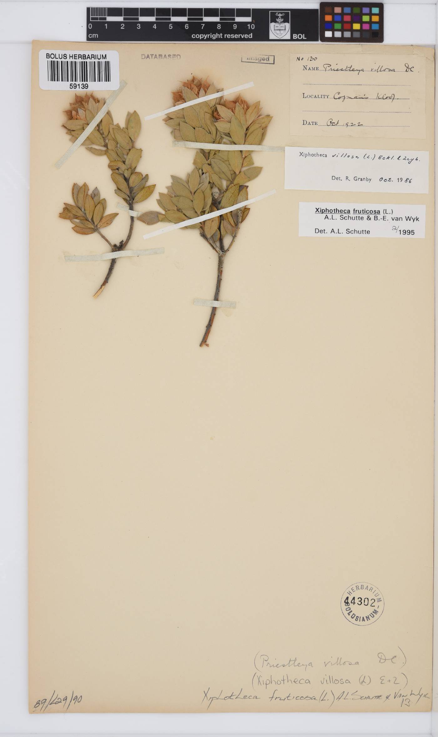 Xiphotheca fruticosa image