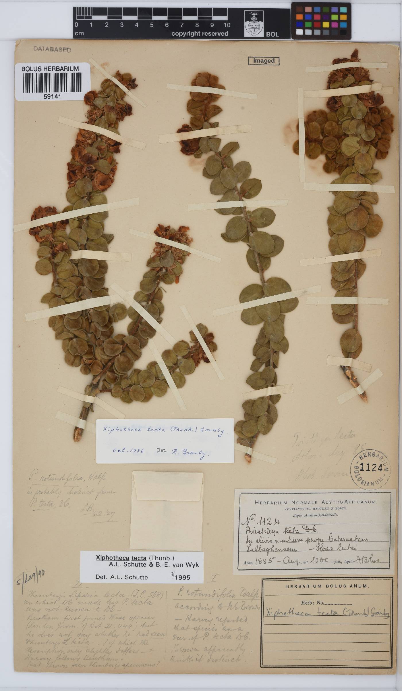 Xiphotheca tecta image