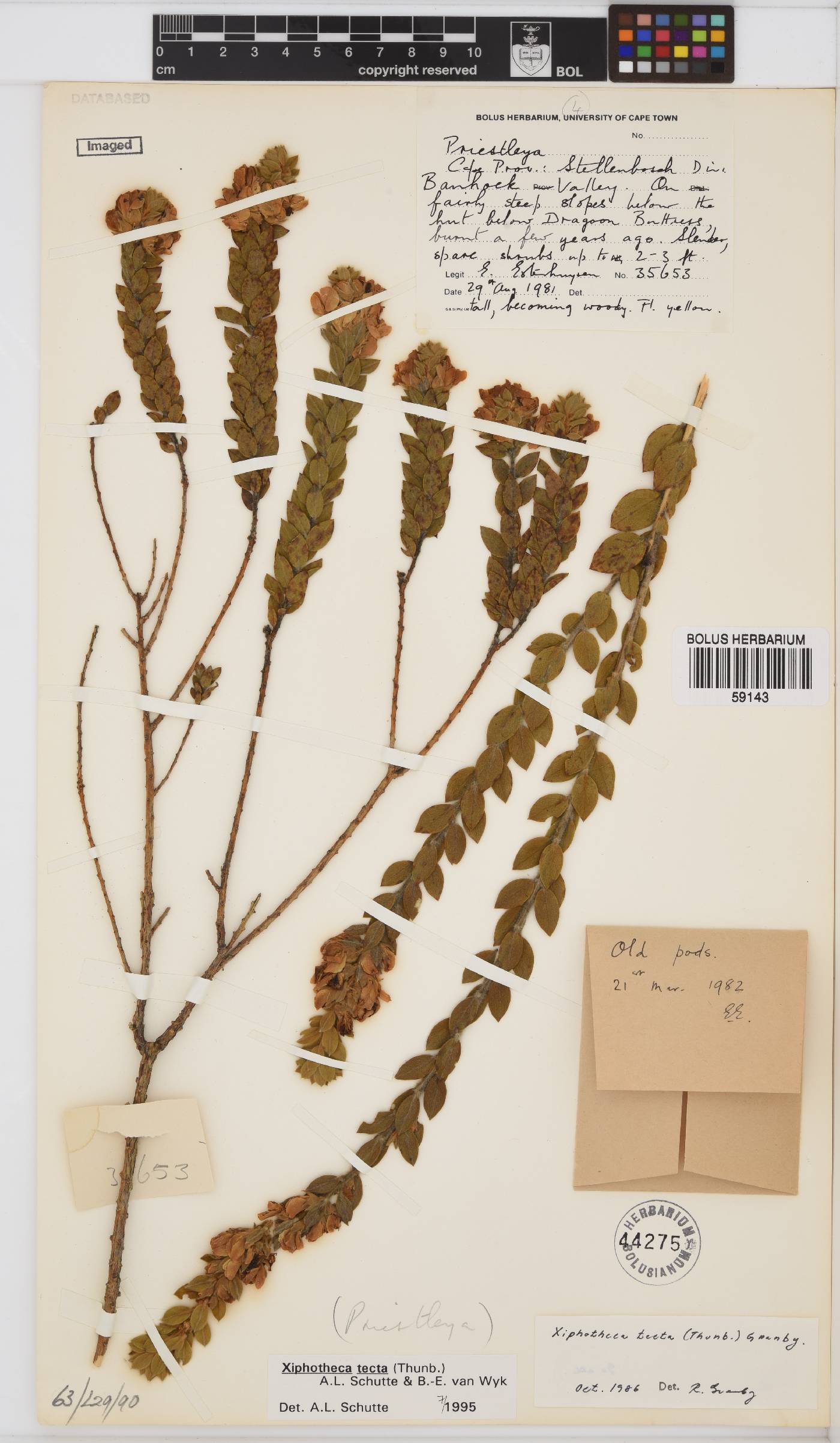 Xiphotheca tecta image