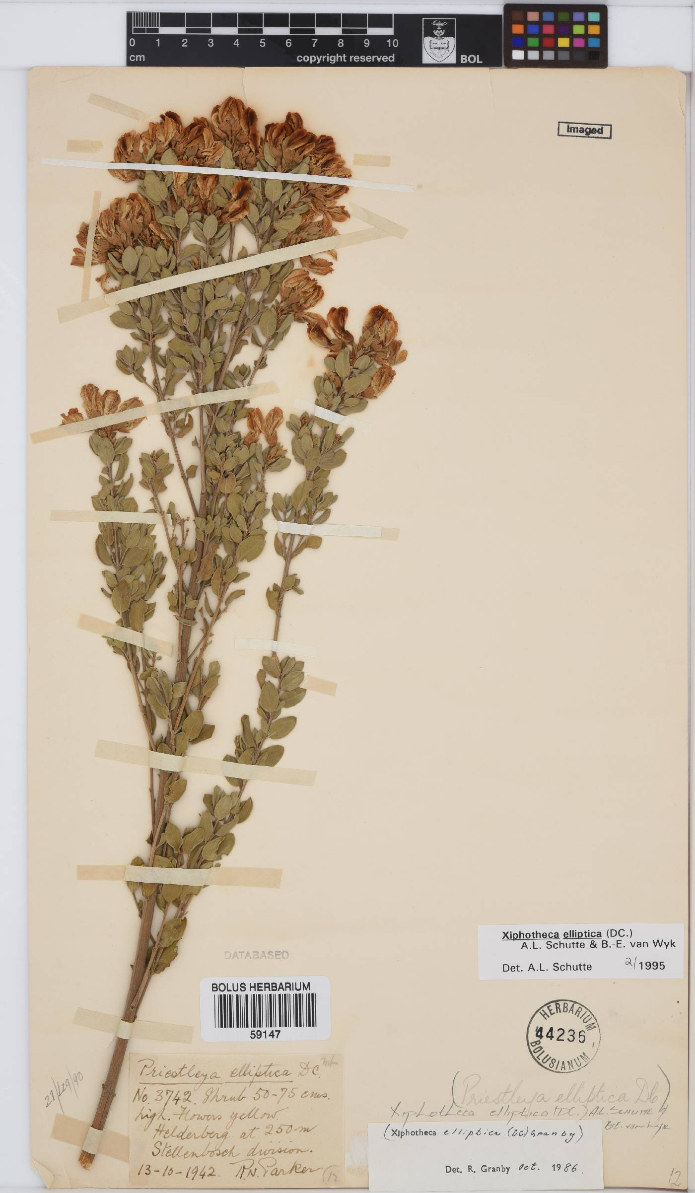 Xiphotheca elliptica image