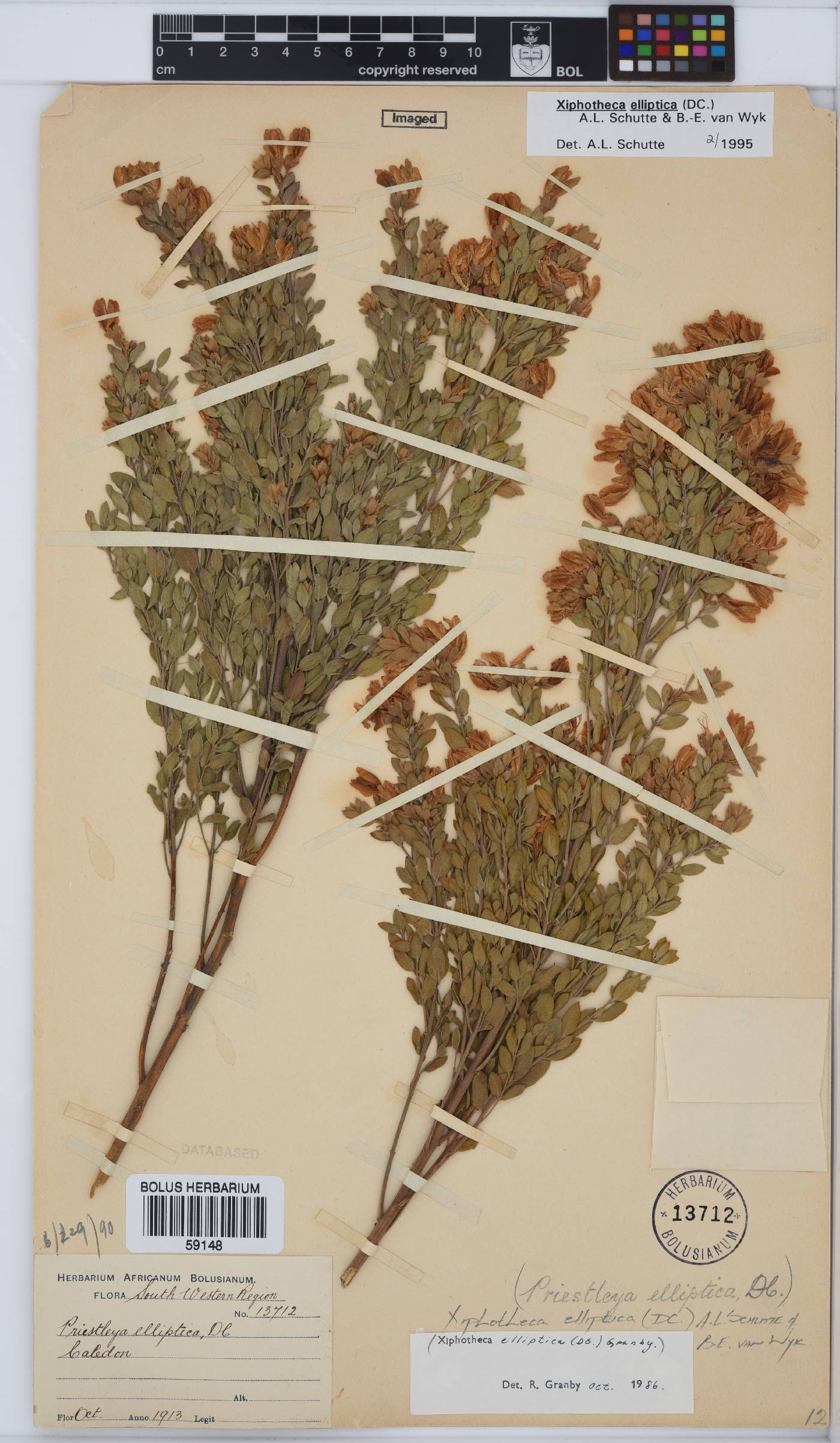 Xiphotheca elliptica image