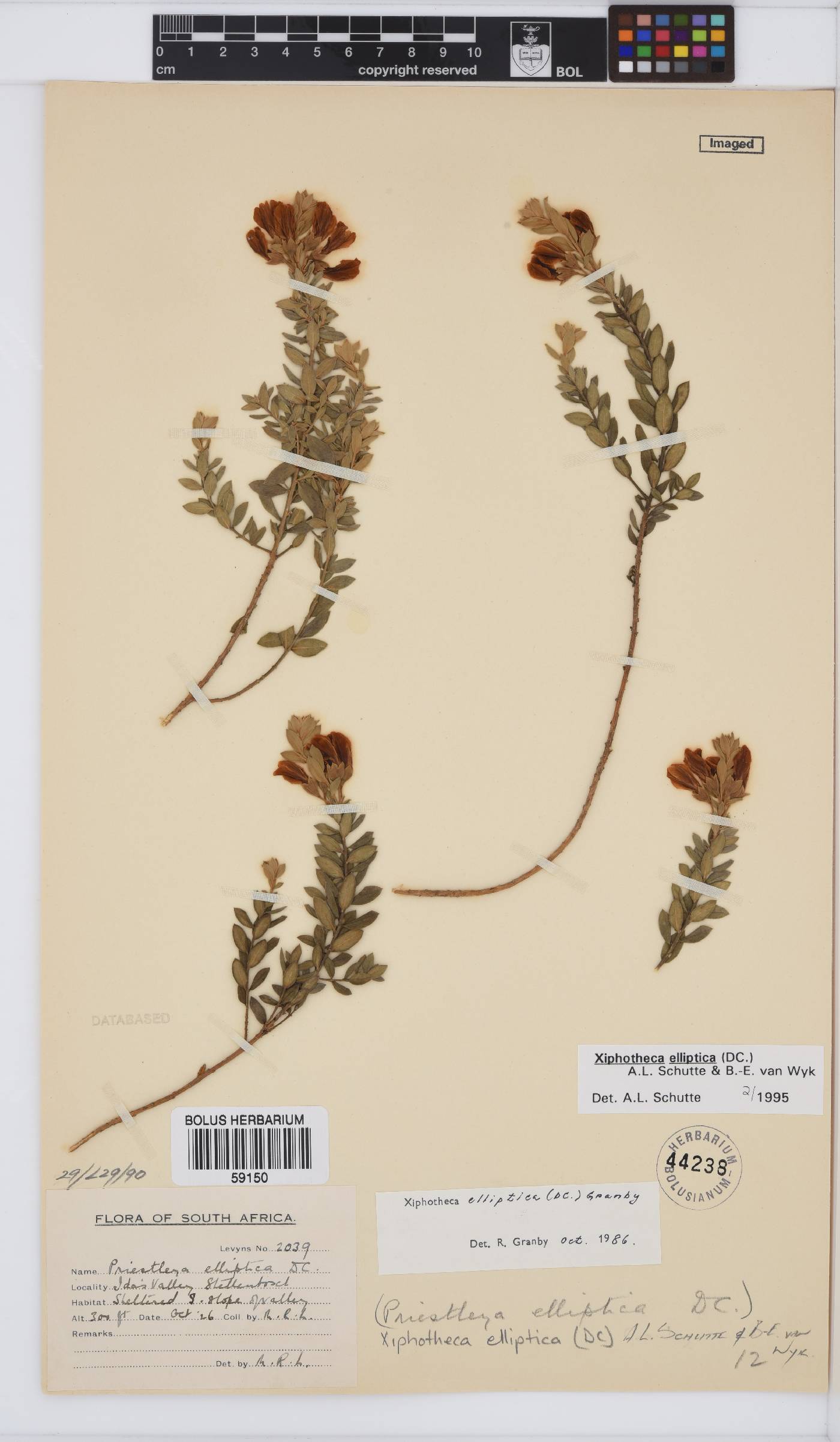 Xiphotheca elliptica image