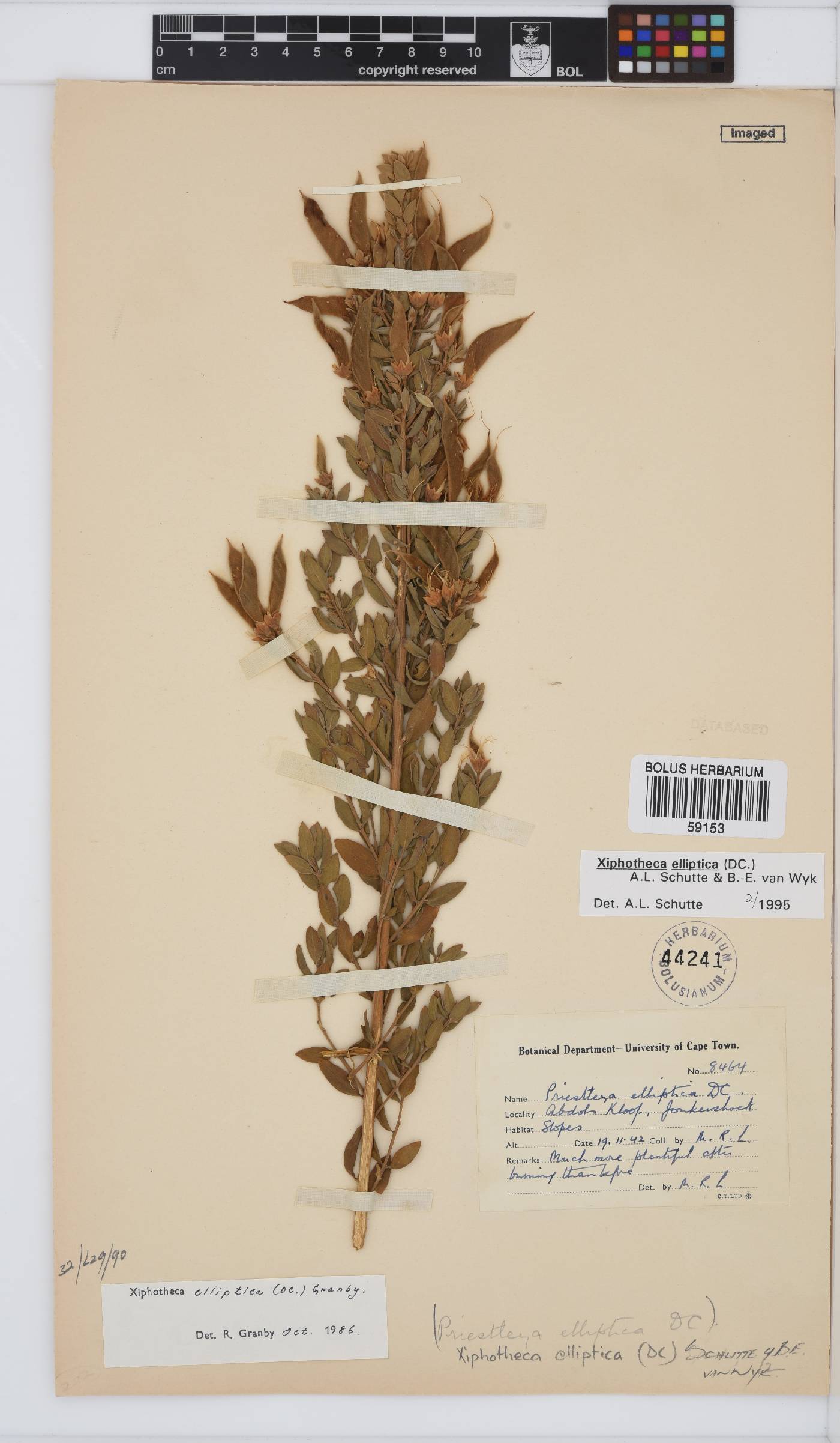 Xiphotheca elliptica image