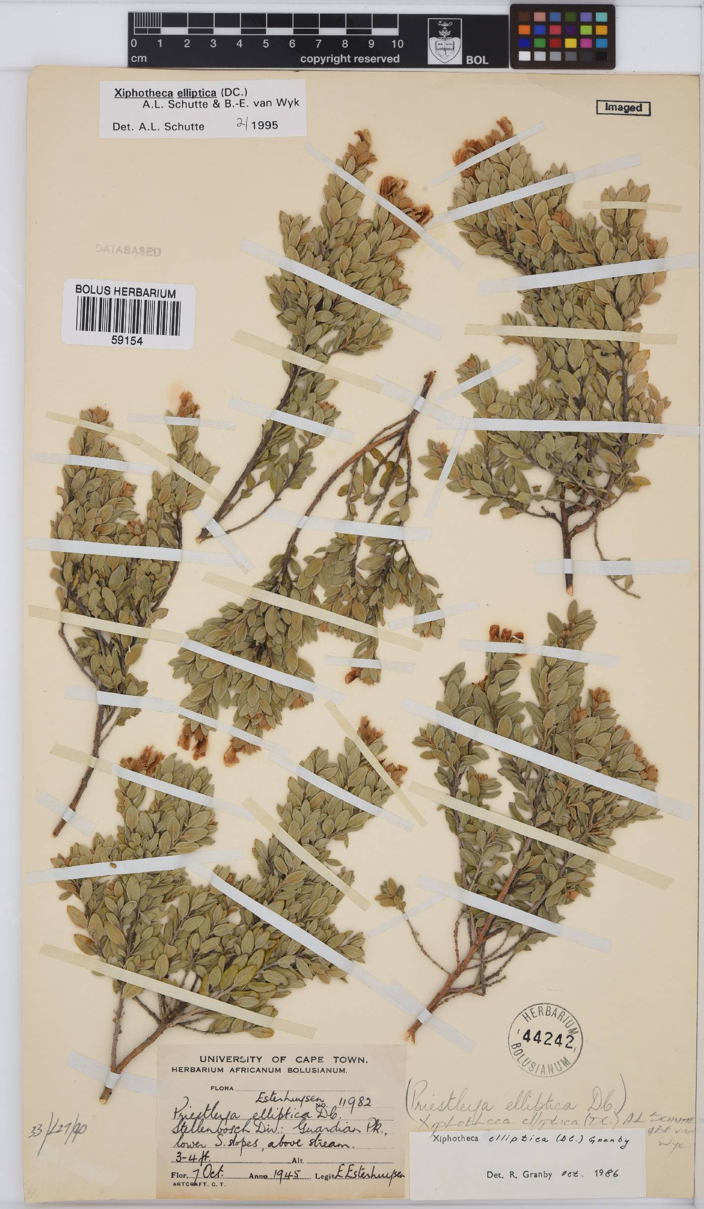 Xiphotheca elliptica image