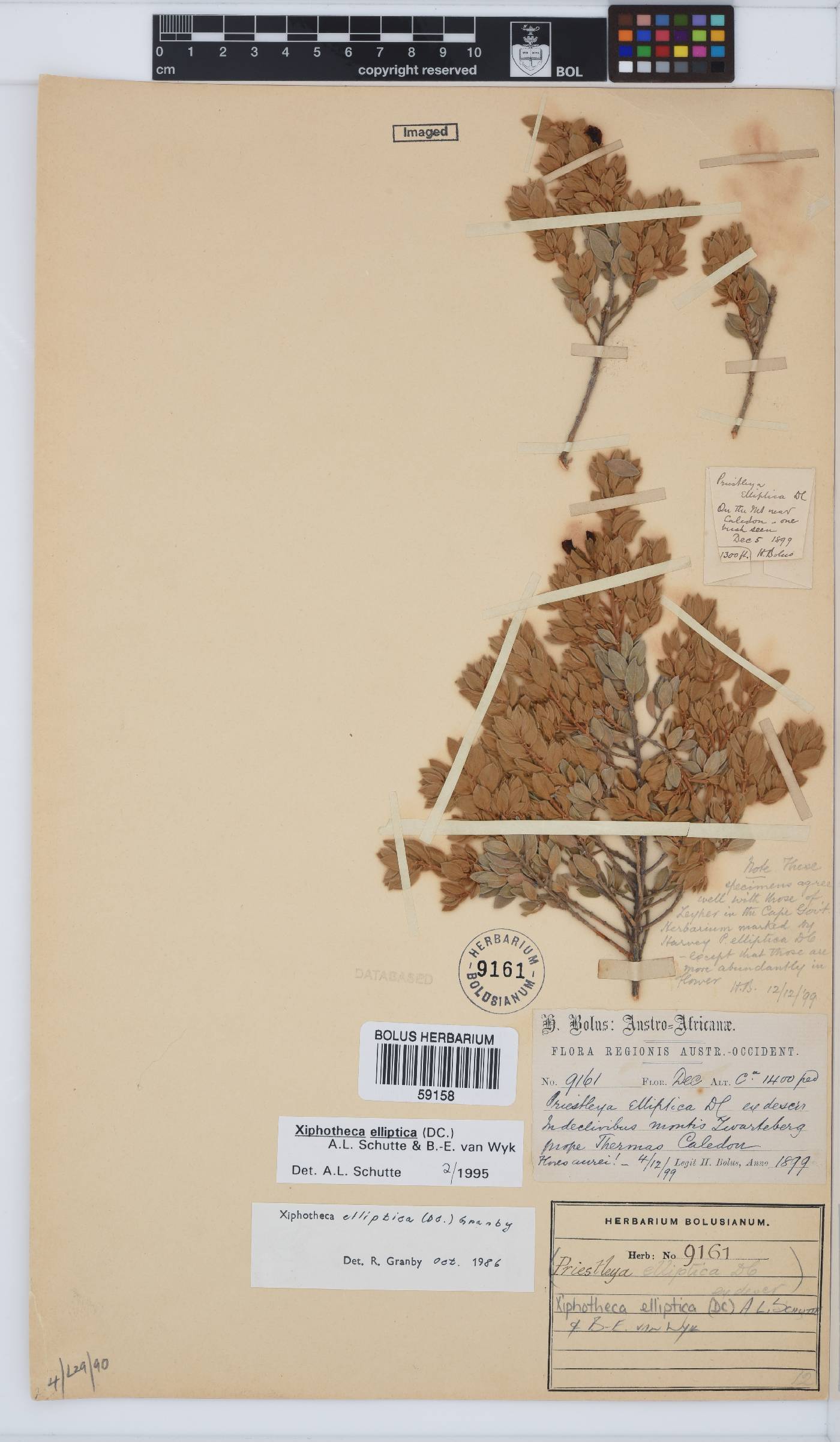 Xiphotheca elliptica image