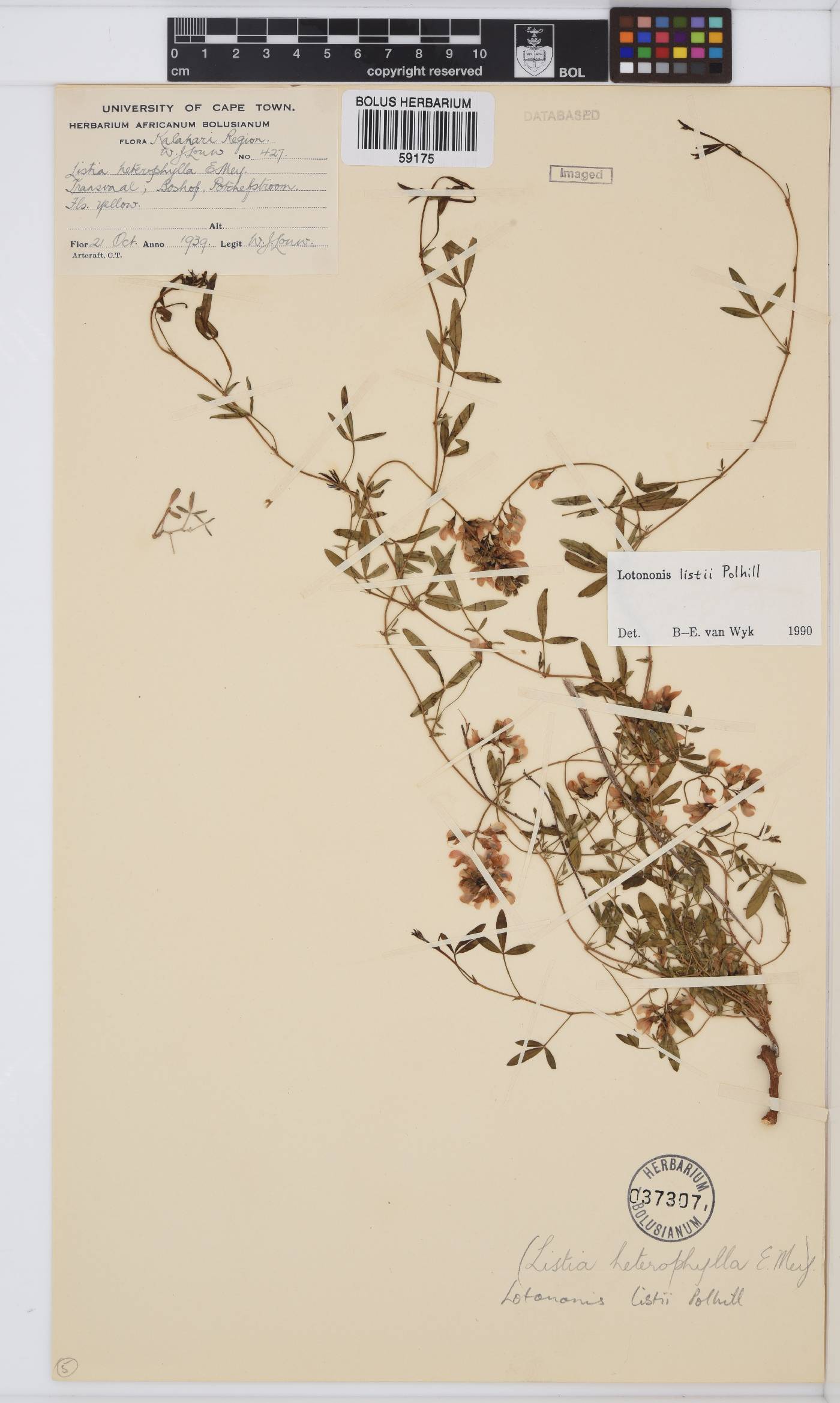 Listia heterophylla image