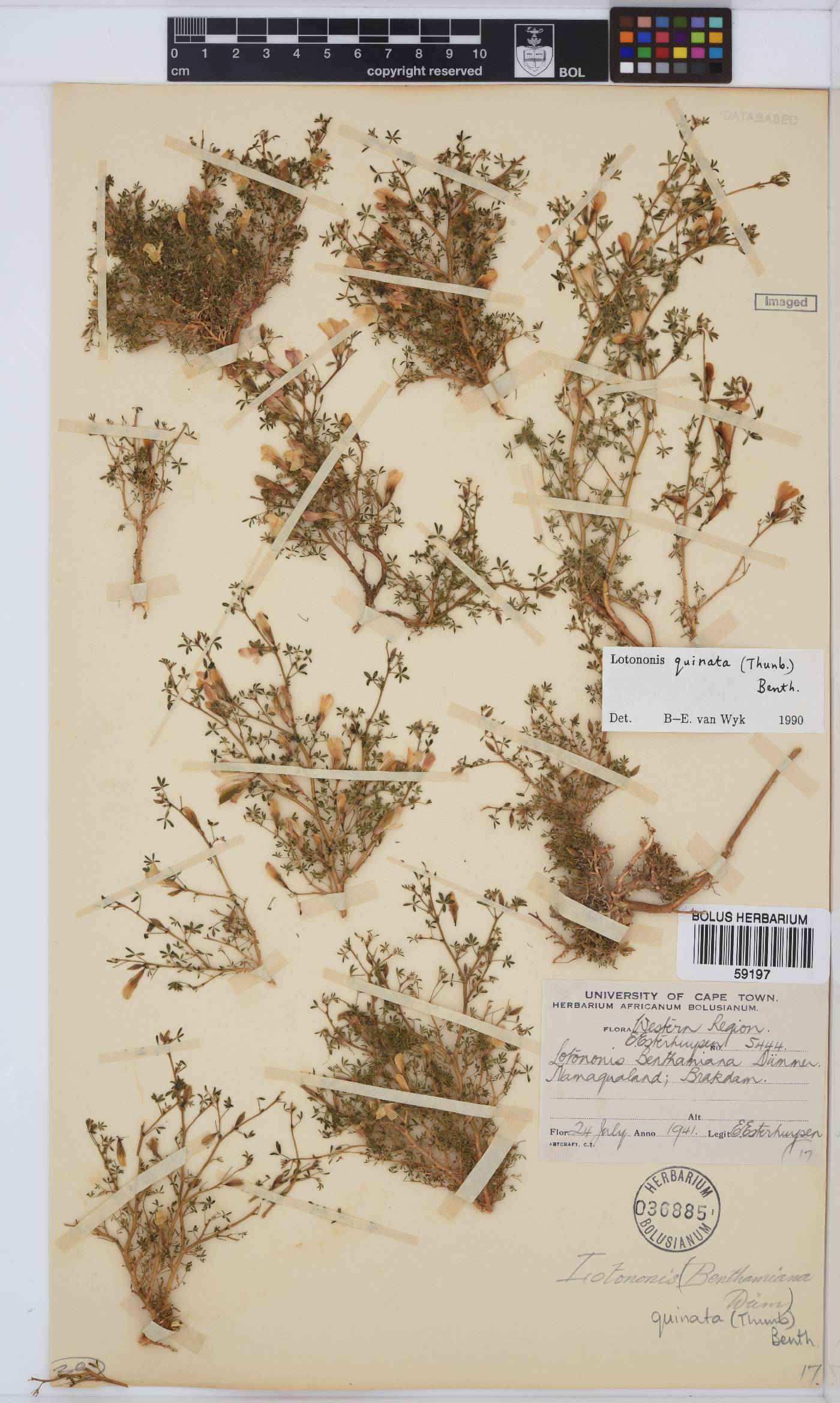 Leobordea quinata image