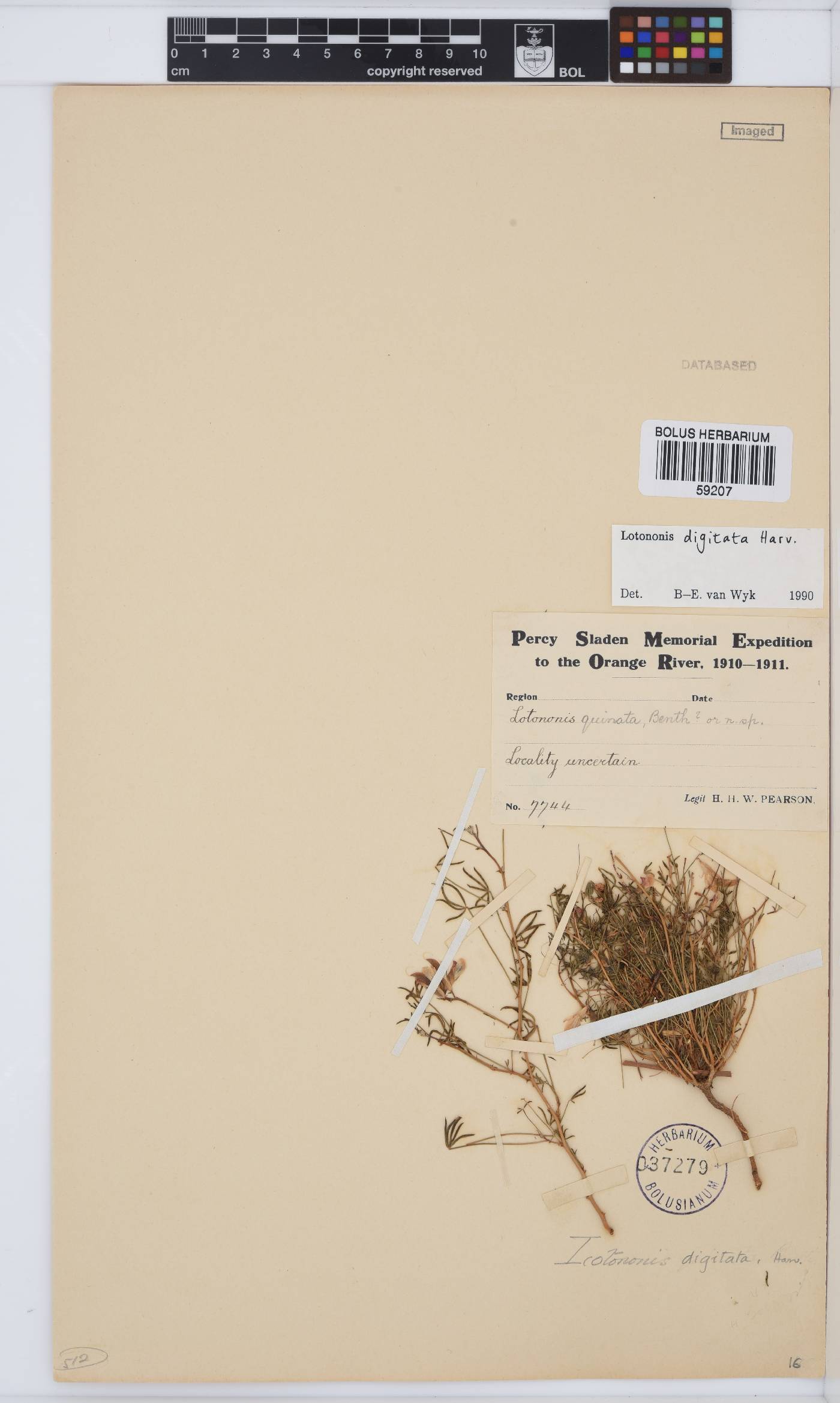 Leobordea digitata image