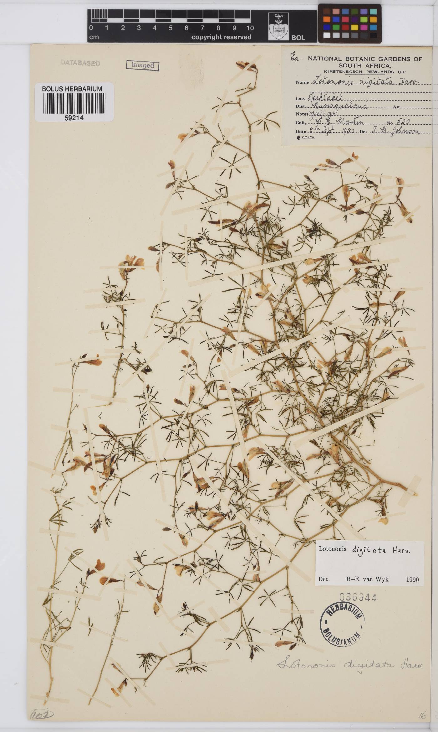 Leobordea digitata image