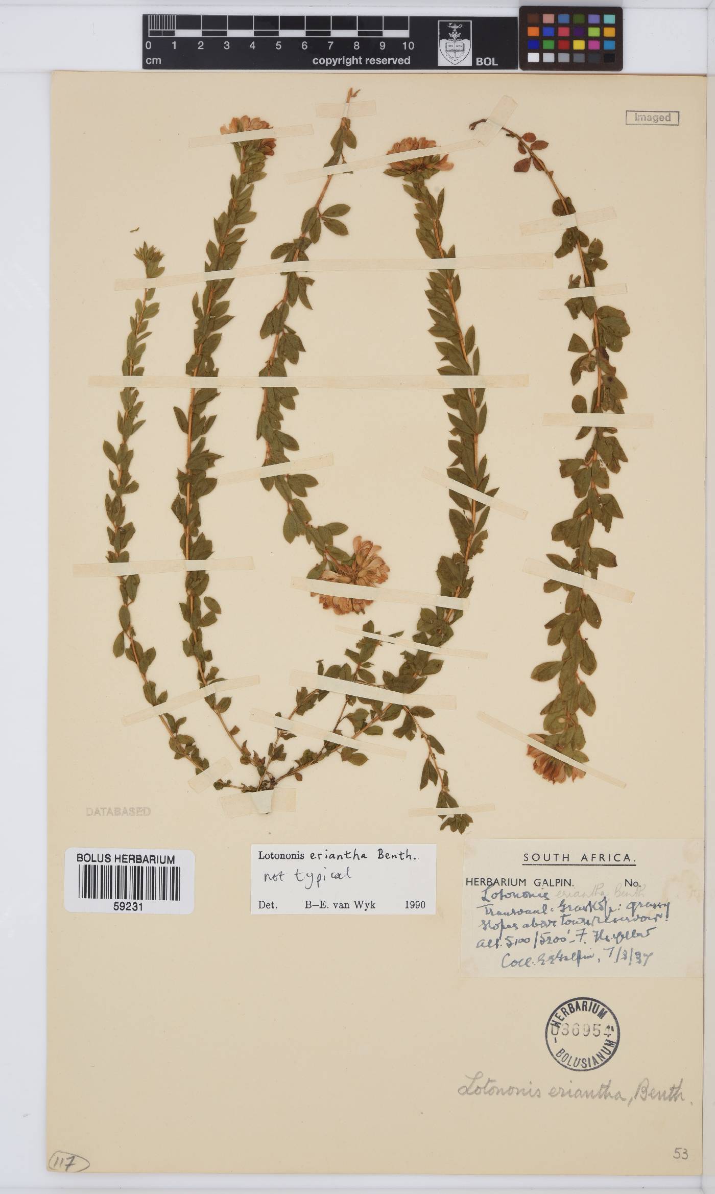 Leobordea eriantha image