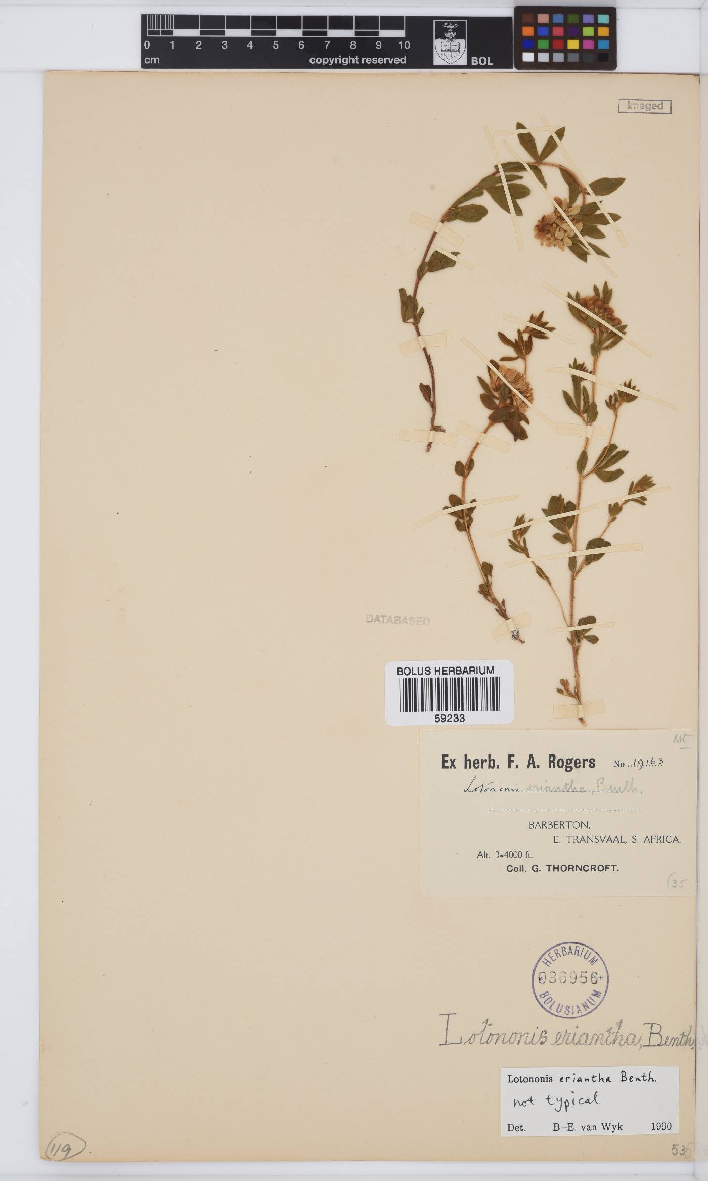Leobordea eriantha image