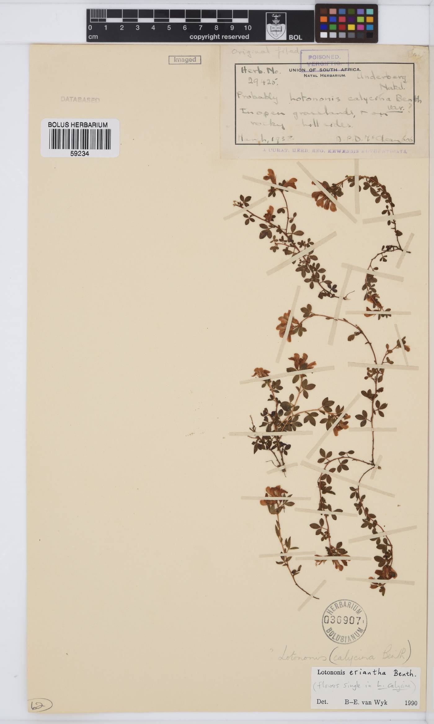 Leobordea eriantha image