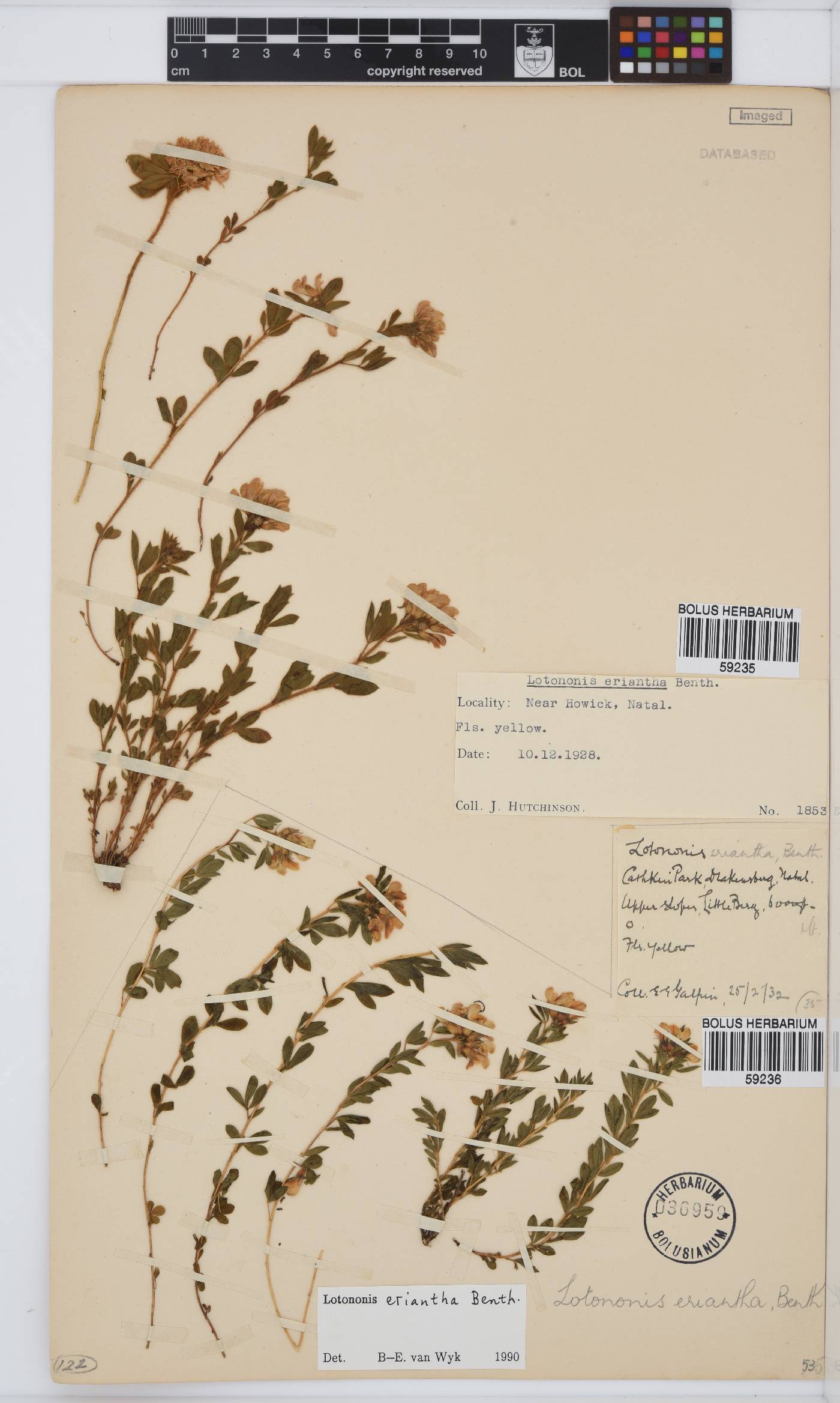 Leobordea eriantha image