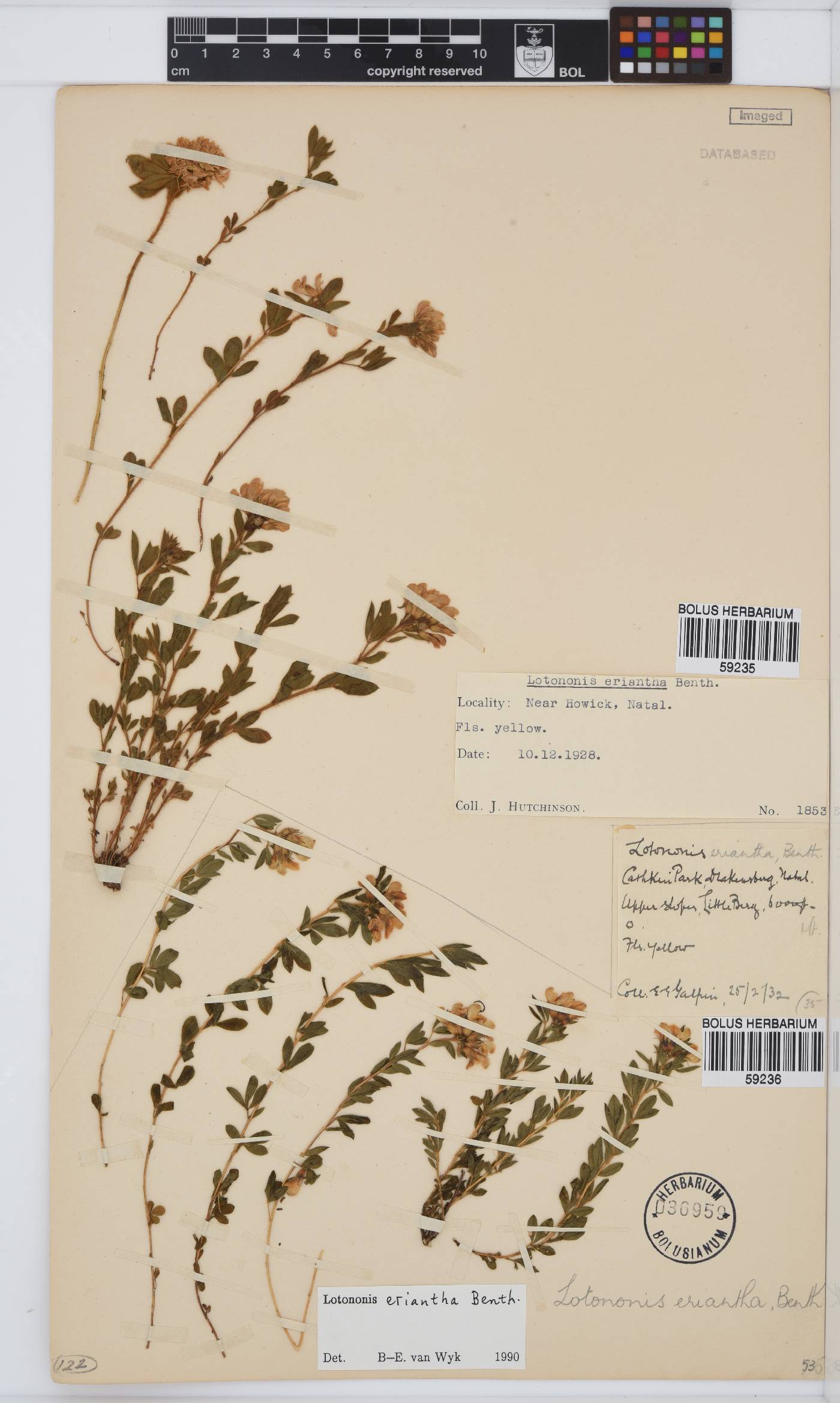 Leobordea eriantha image