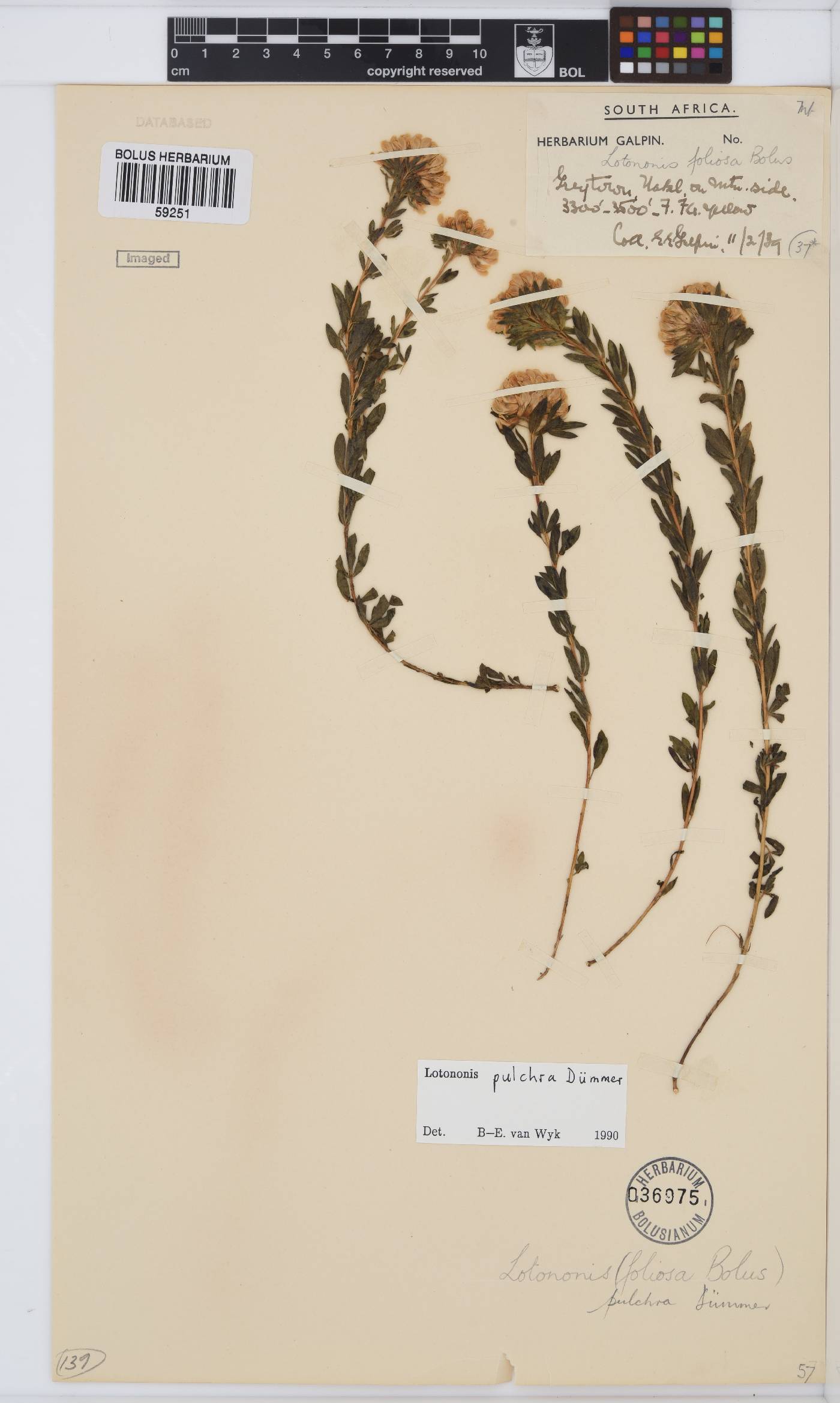 Leobordea pulchra image