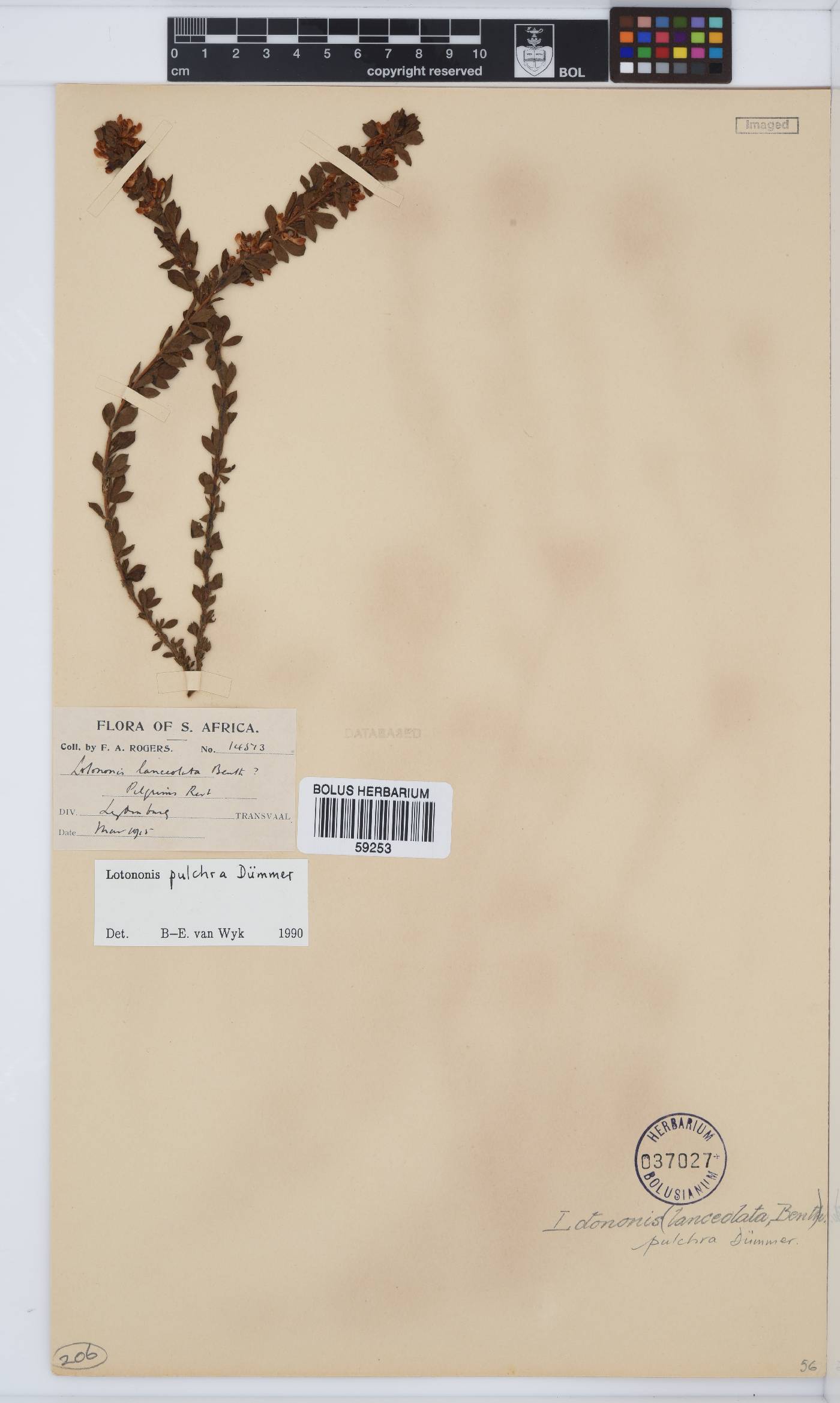 Leobordea pulchra image