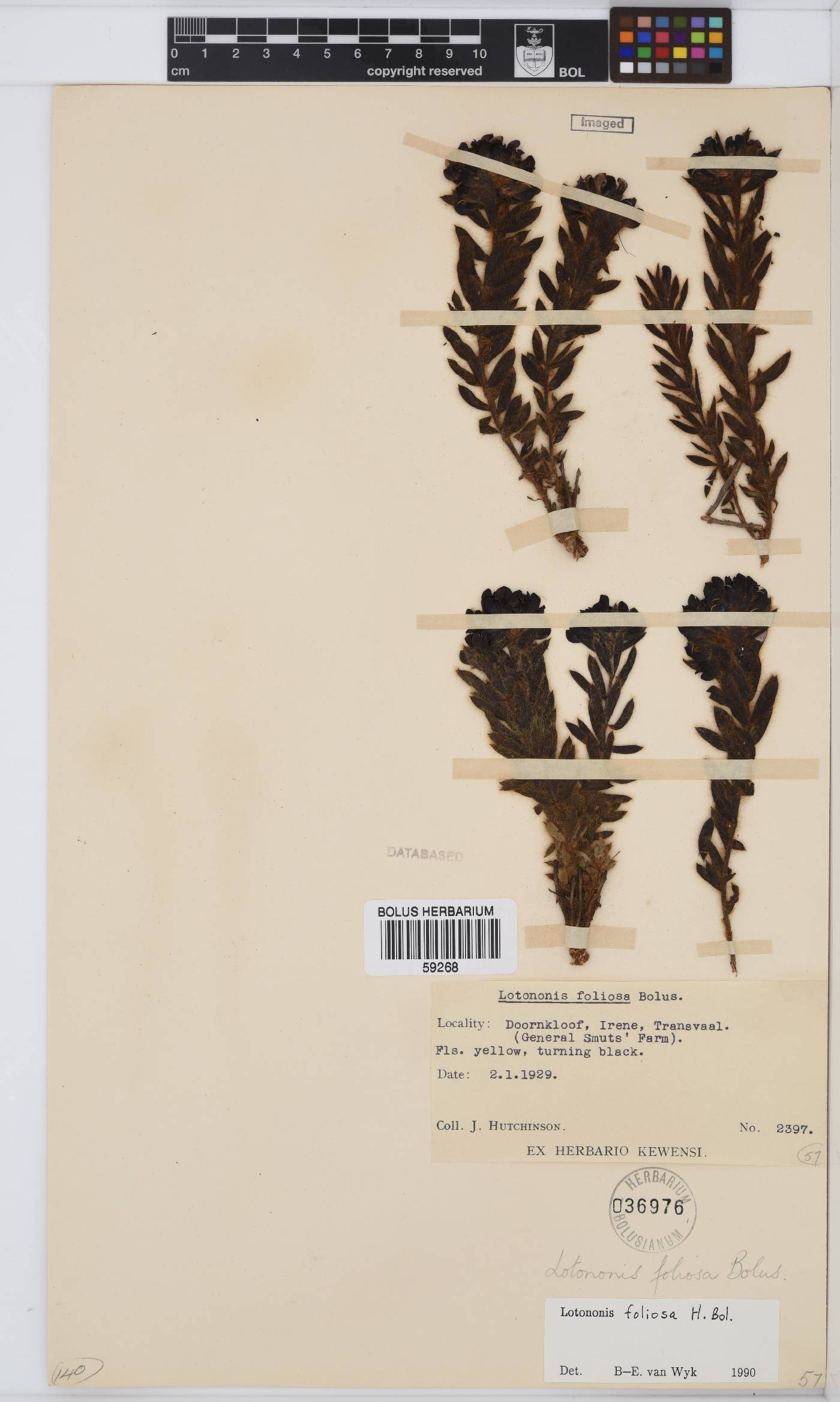 Leobordea foliosa image