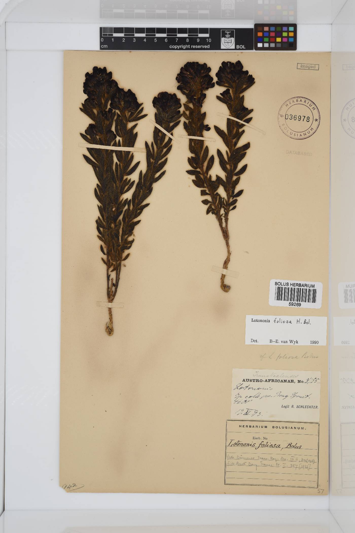 Leobordea foliosa image